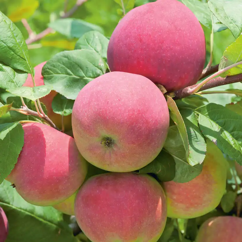 Äppelträd Omnia Garden Röd Melba Svagväxande