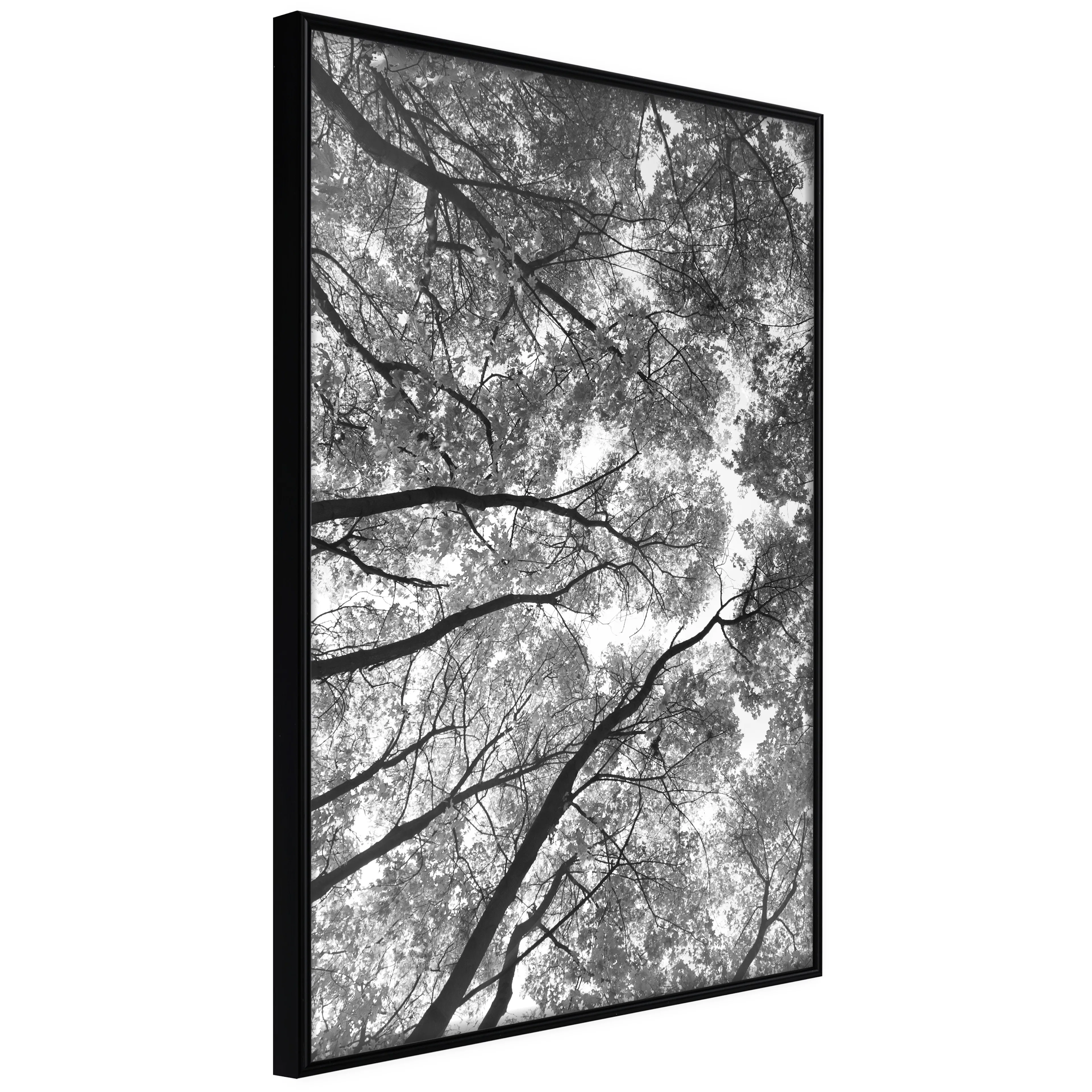 Affisch - High Trees [Poster] 40x60 Svart ram, 40x60 cm