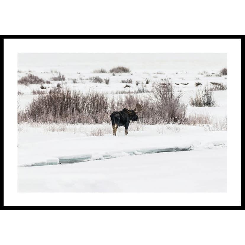 Poster Gallerix Moose In Snow
