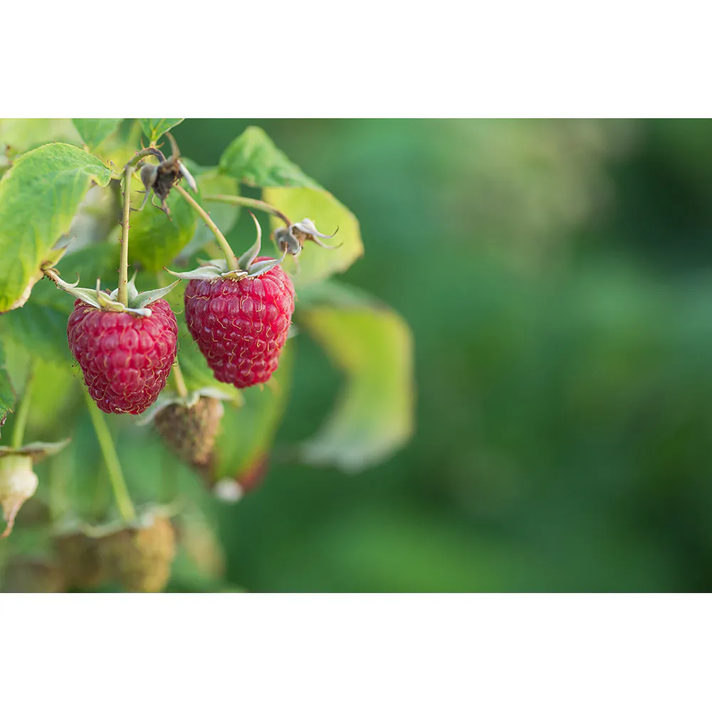 Hallon Omnia Garden Rubus Polka E