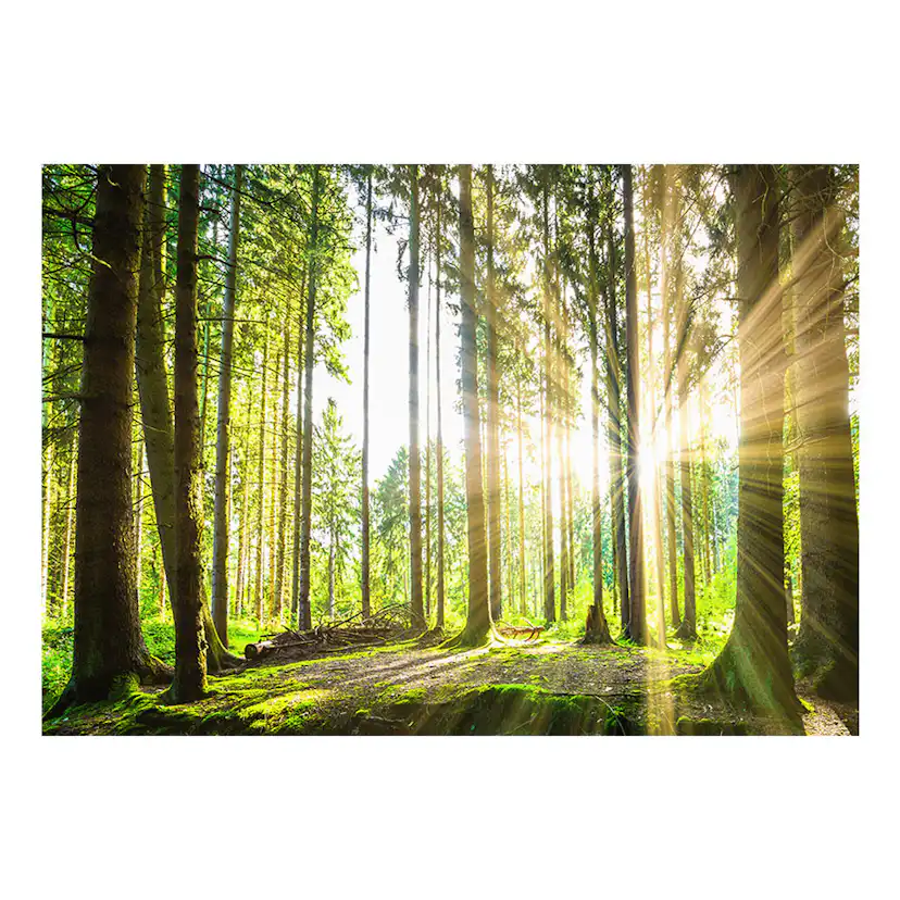 Fototapet Arkiio Forest Tales