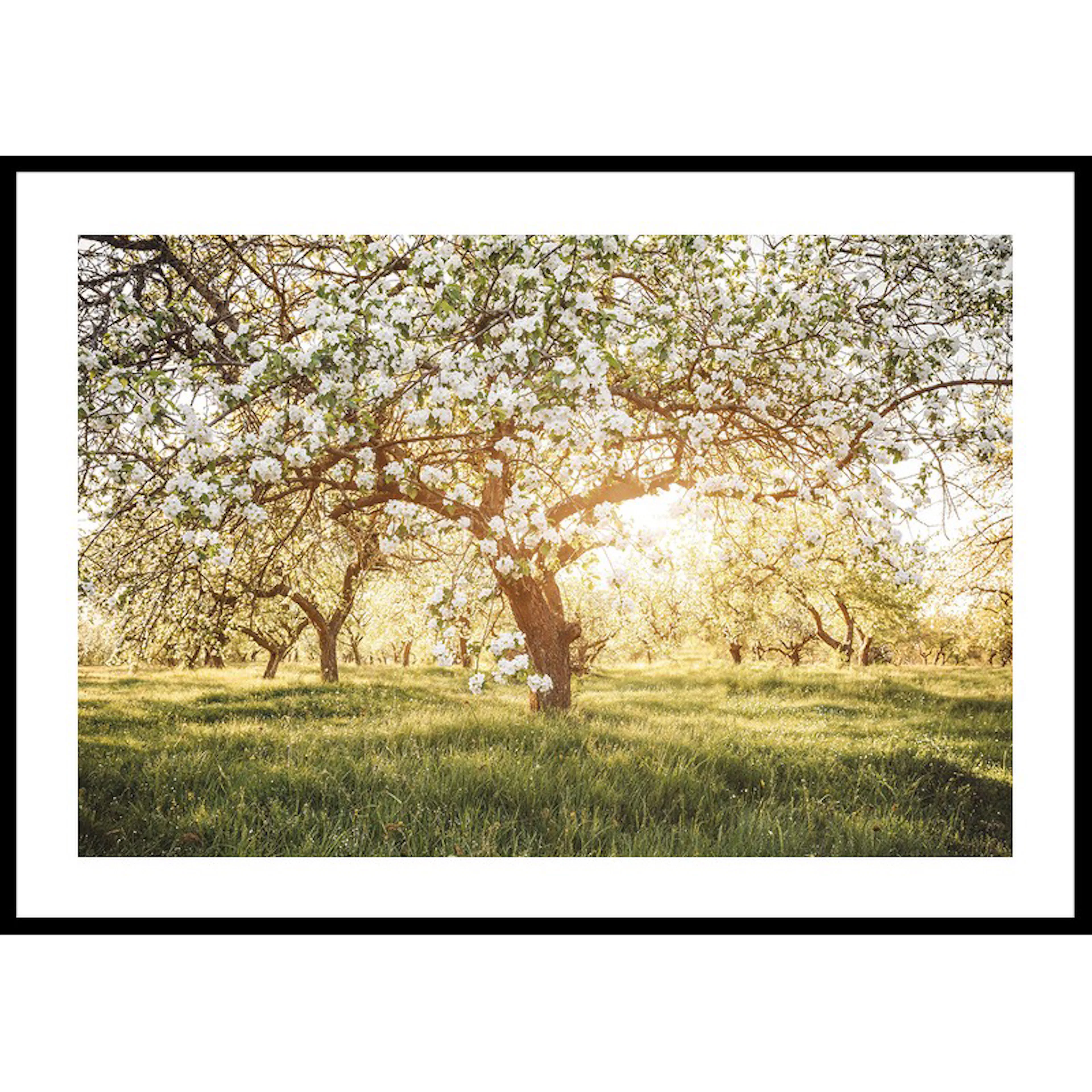 Poster Gallerix Blossom Meadow