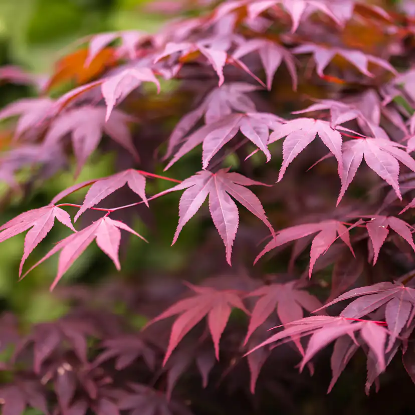Prydnadsbuske Omnia Garden Japansk Lönn Bloodgood