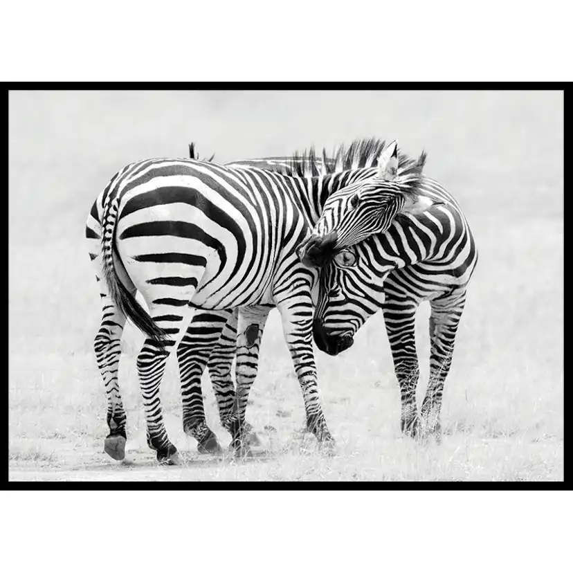 Poster Gallerix Zebras B&W