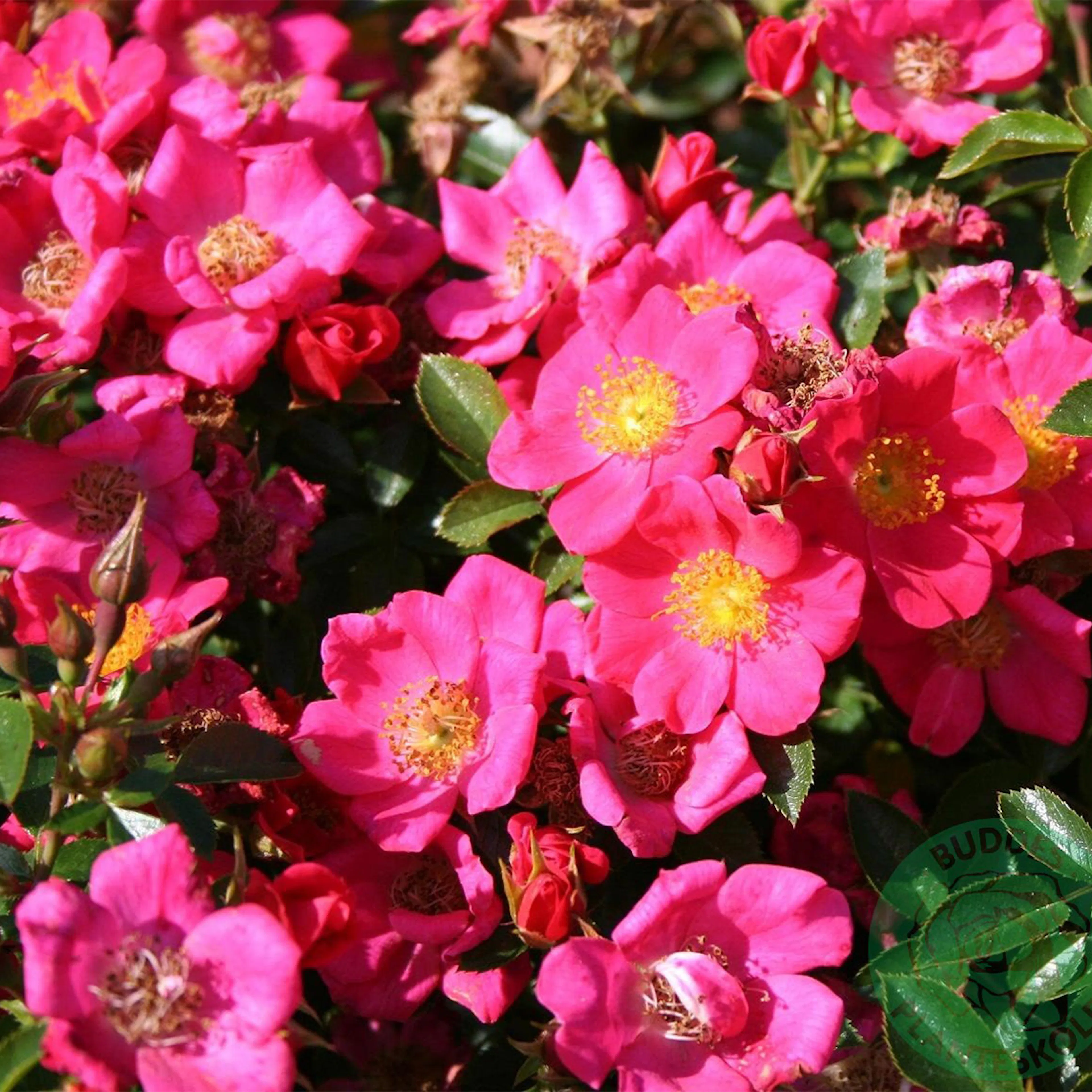 Rosa "Tommelise", 1-pack 1-pack