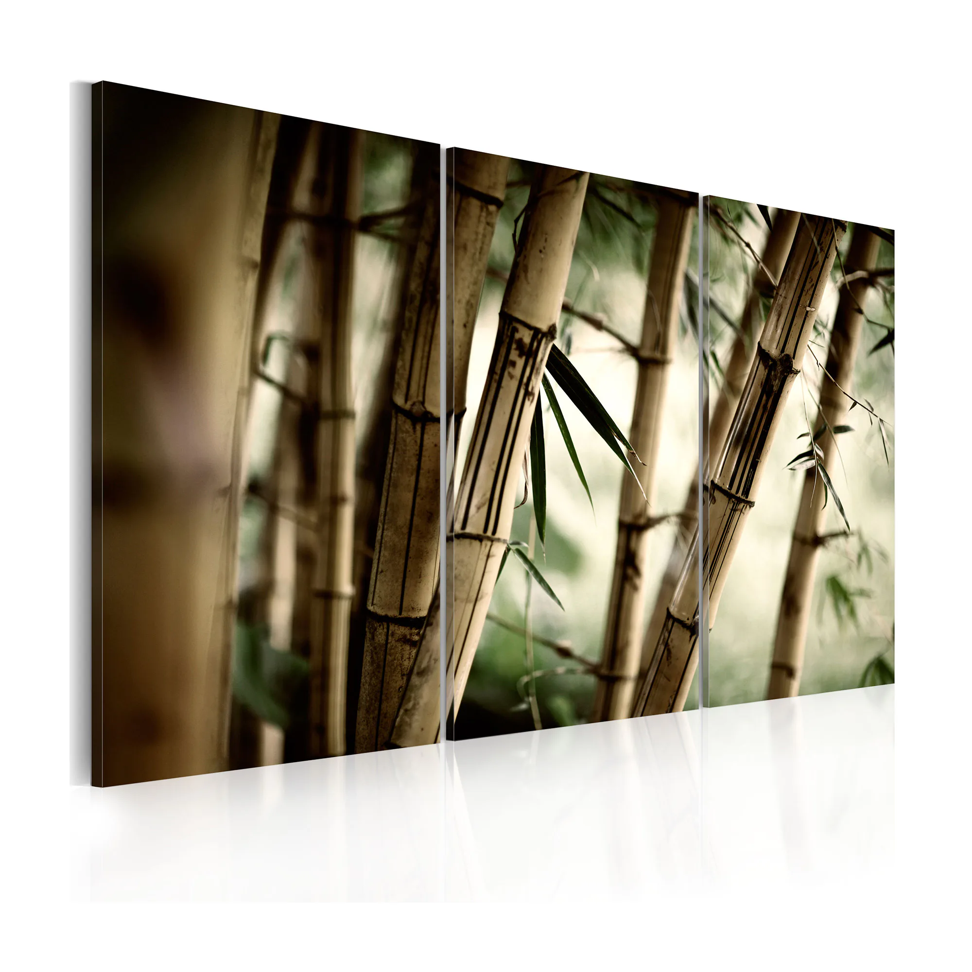 Tavla Arkiio In A Tropical Forest