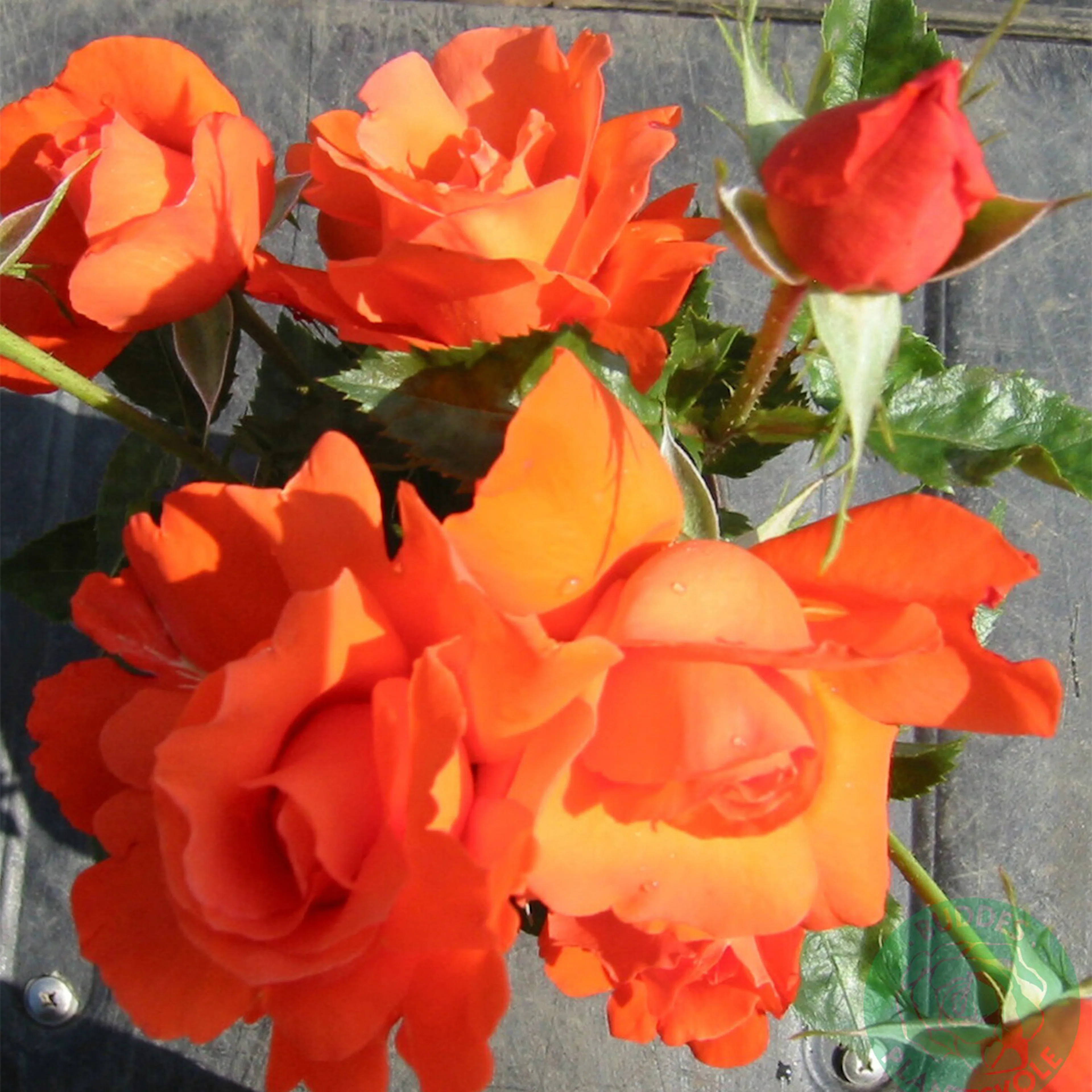 Rosa "Alexander", 1-pack 1-pack