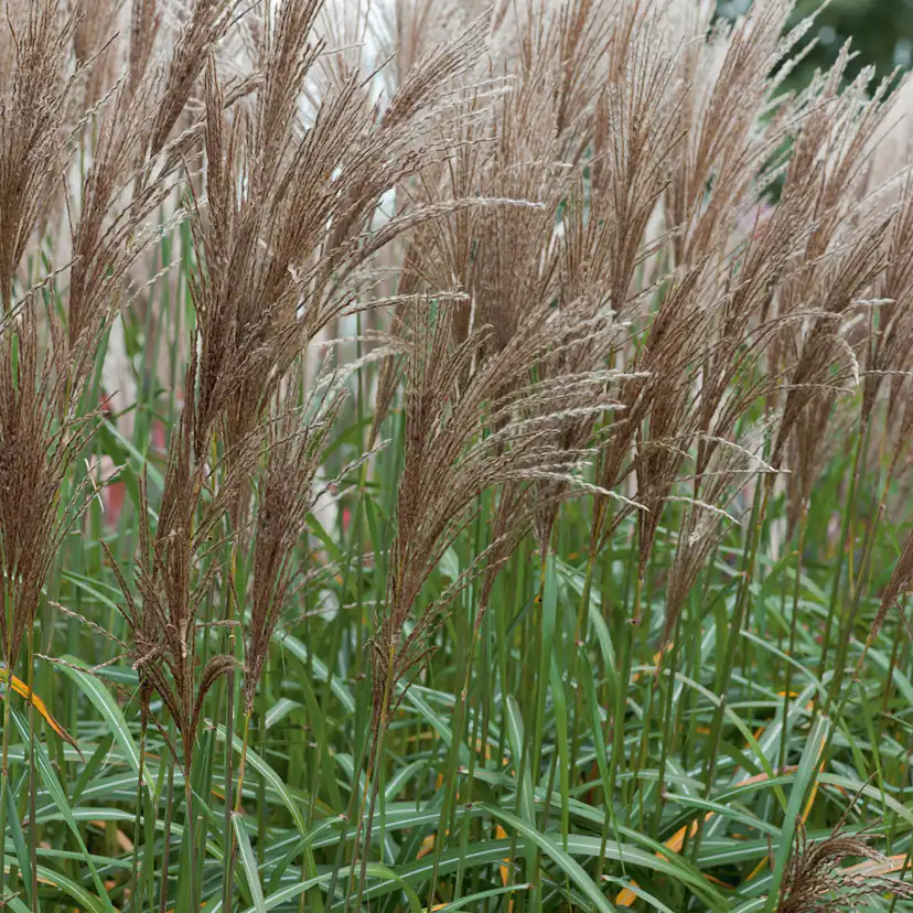 Prydnadsgräs Glansmiskantus Omnia Garden Japanskt Gräs Malepartus