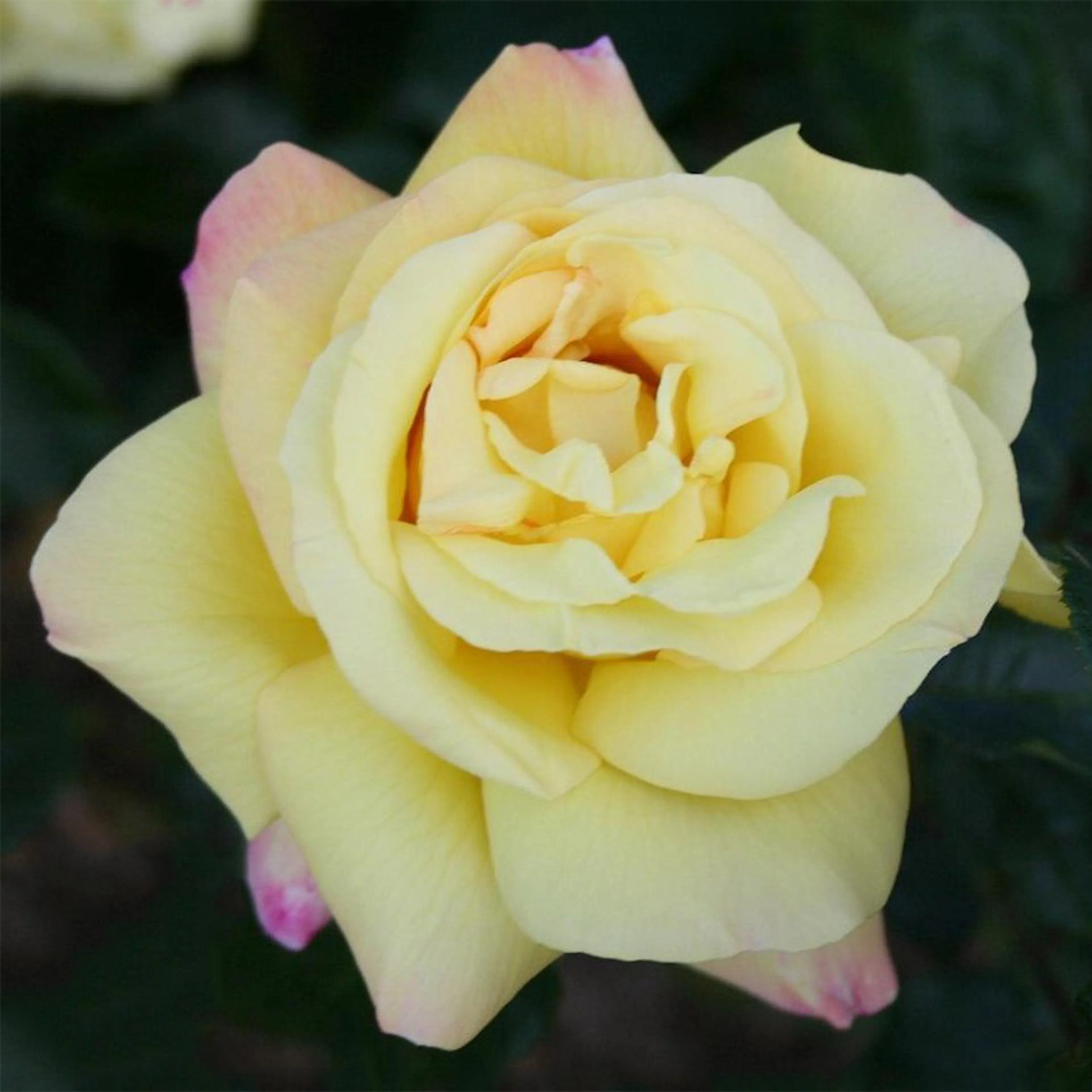 Rosa "Peace", 5-pack 5-pack