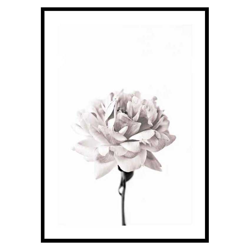 Poster Gallerix Pink peony