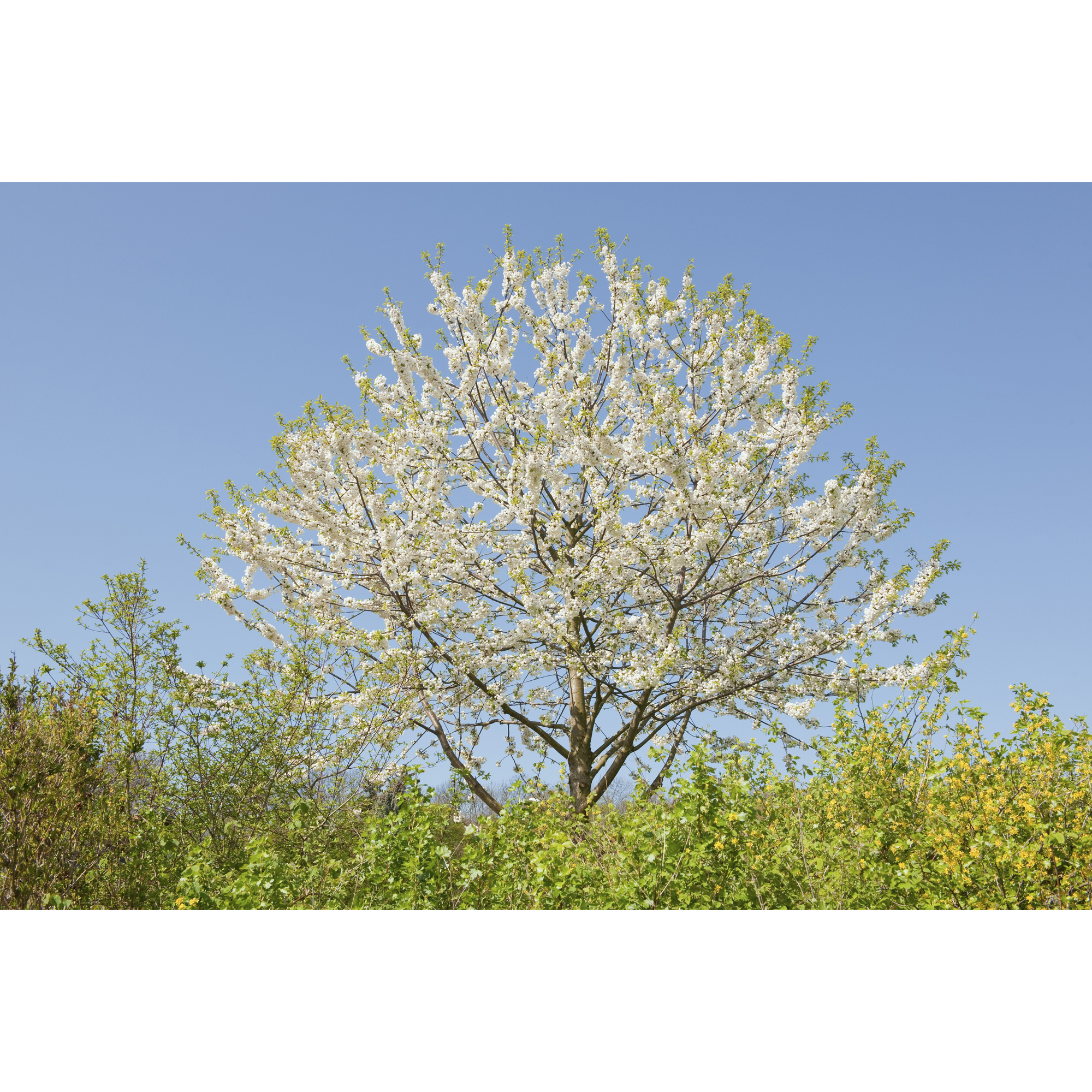Högstamsträd Omnia Garden Sötkörsbär Fågelbär 300-400 cm