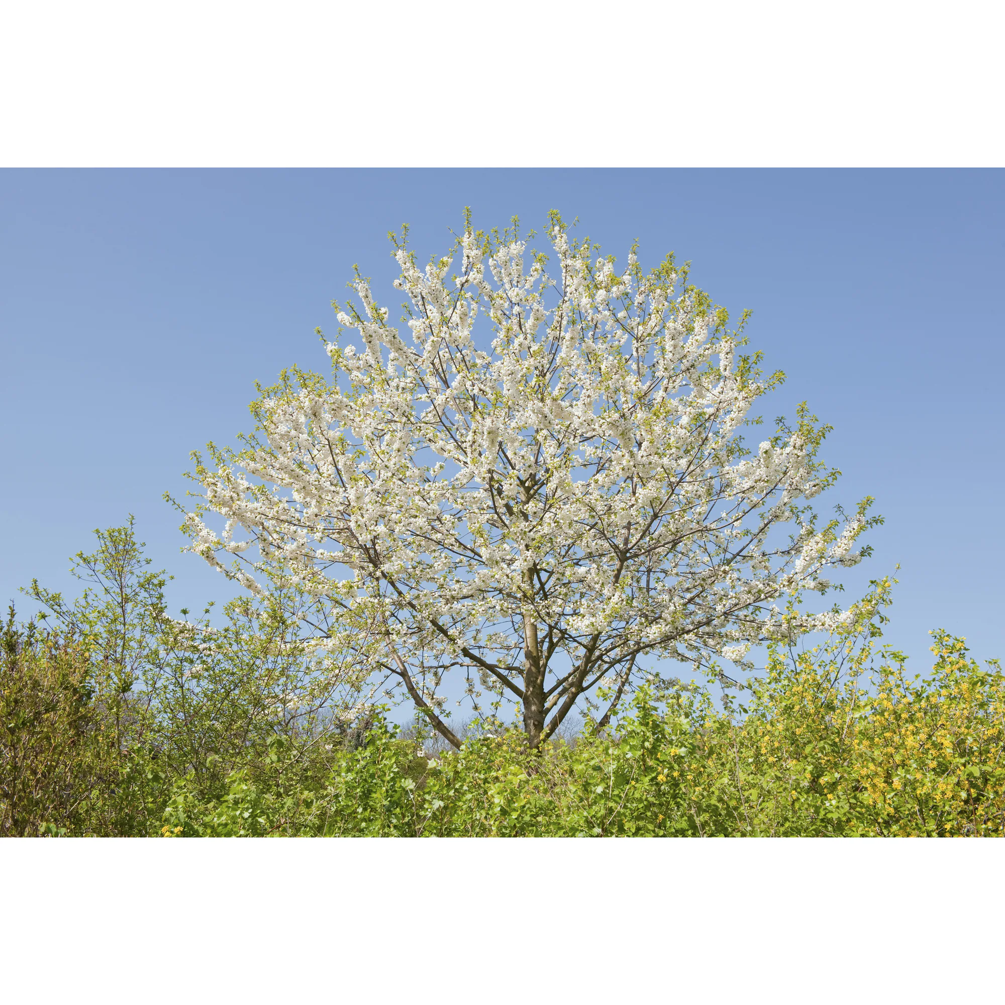 Högstamsträd Omnia Garden Sötkörsbär Fågelbär 300-400 cm