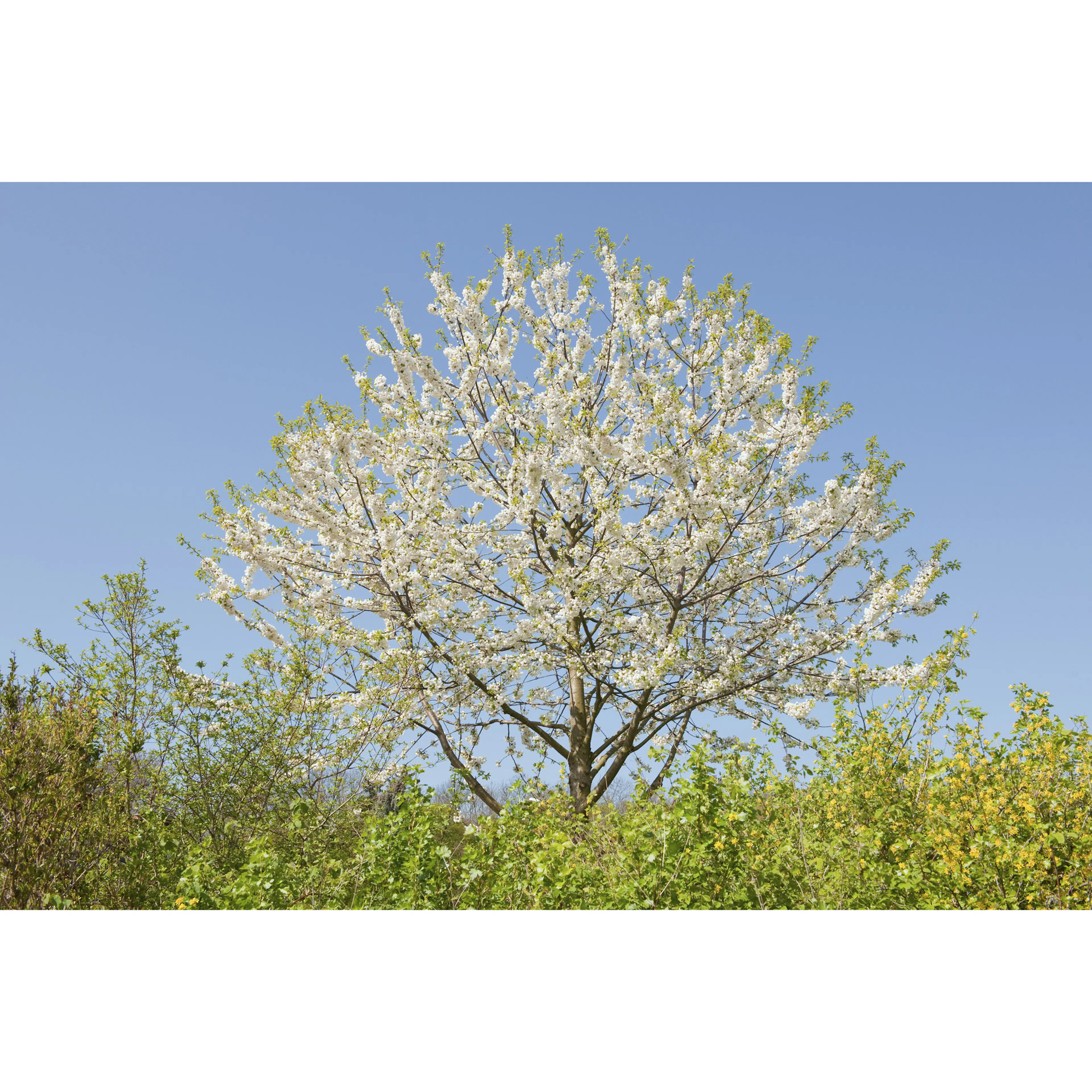 Högstamsträd Omnia Garden Sötkörsbär Fågelbär 300-400 cm