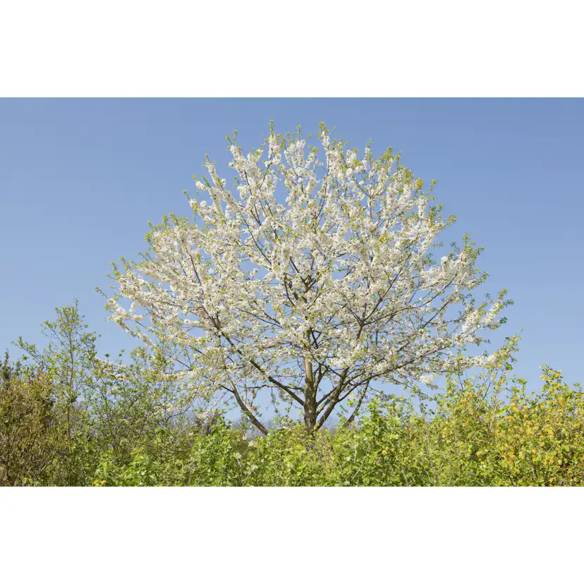 Högstamsträd Omnia Garden Sötkörsbär Fågelbär 300-400 cm