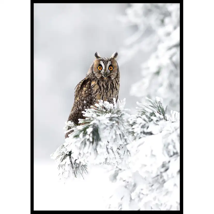 Poster Gallerix Owl On Snow Branch