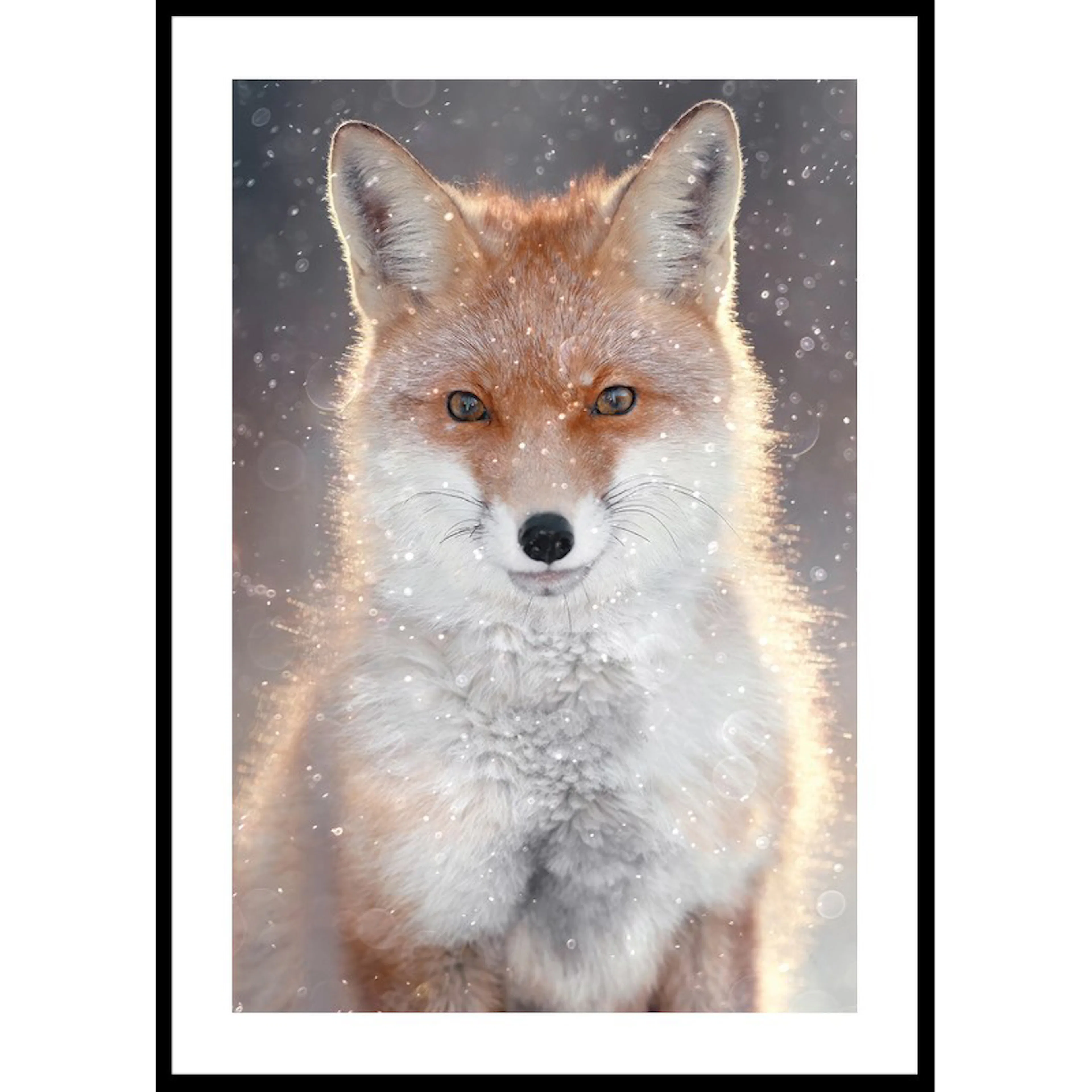 Poster Gallerix Red Fox