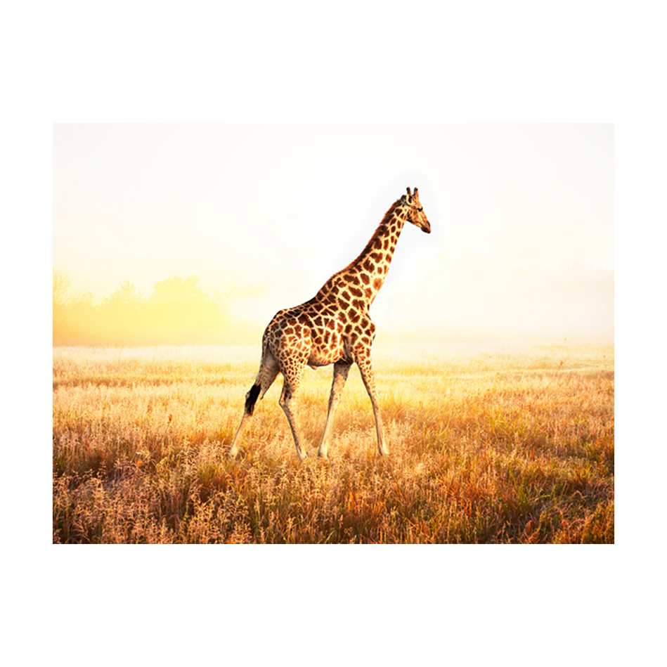 Fototapet Arkiio Giraff Gå