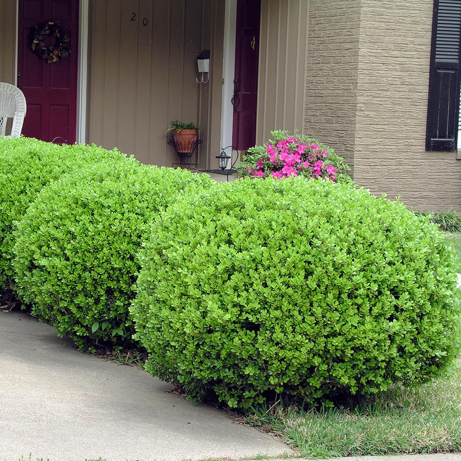 Buske Buxbom Omnia Garden Formklippt Klot