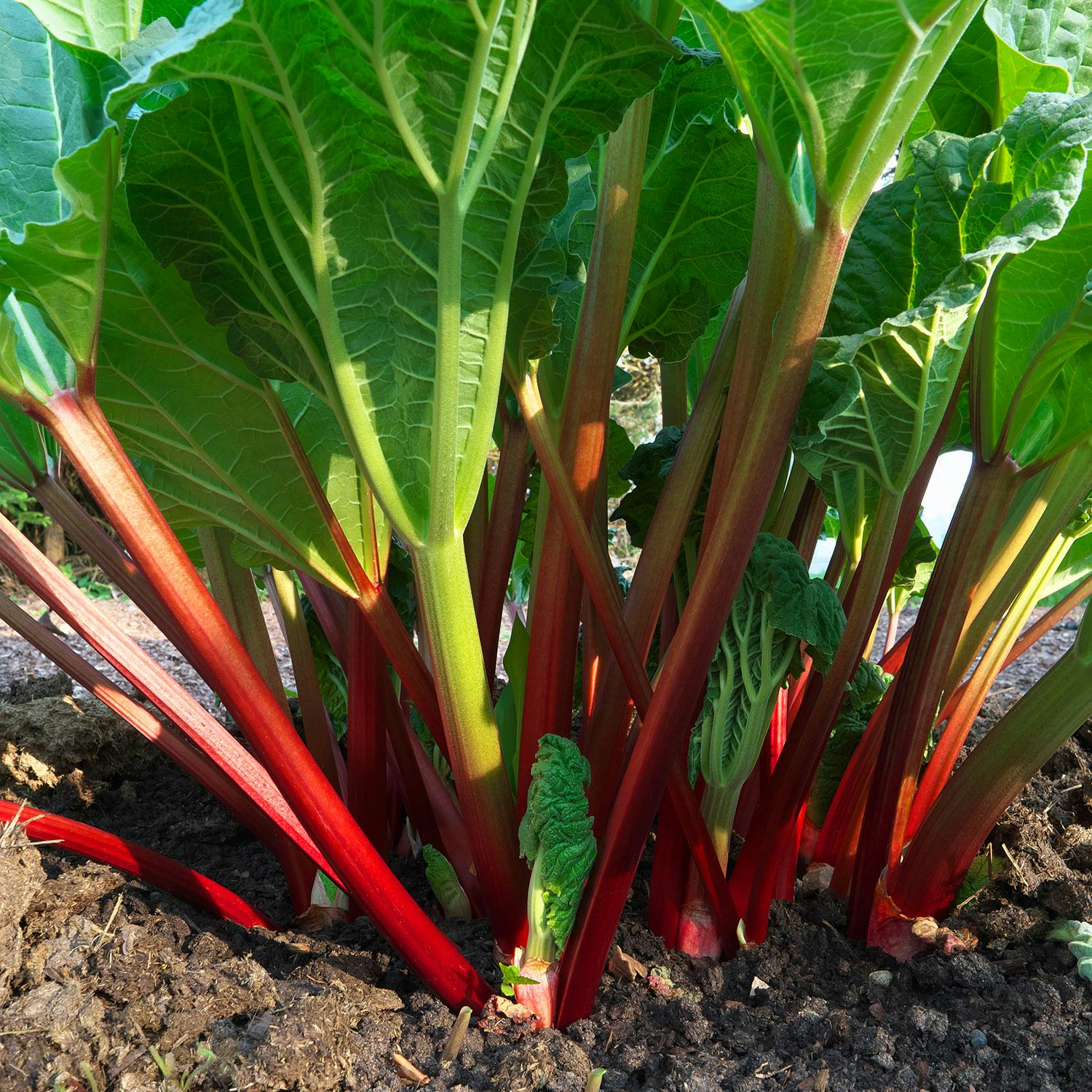 Rabarber Omnia Garden Red Champagne