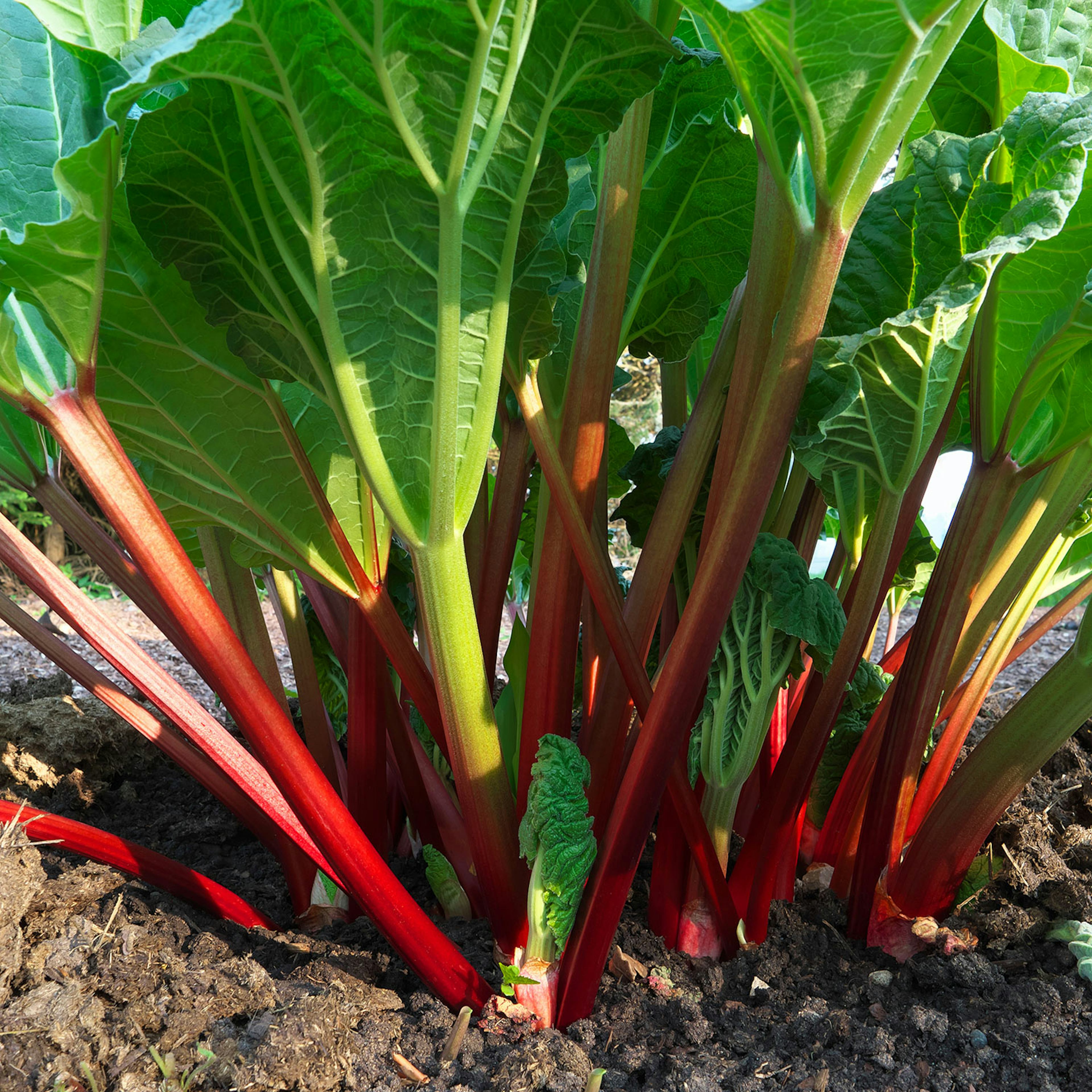 Rabarber Omnia Garden Red Champagne