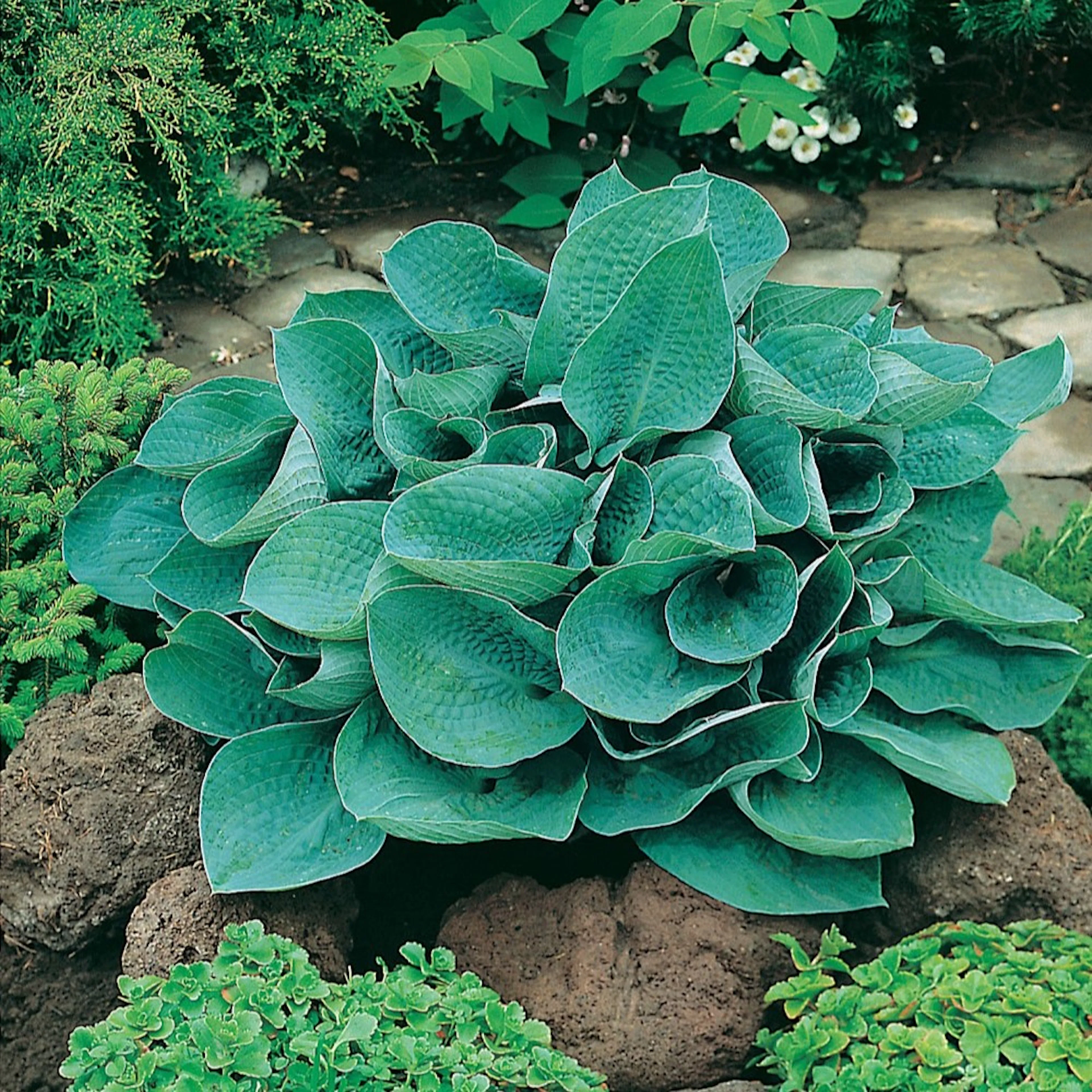 Planta Omnia Garden Funkia Big Daddy