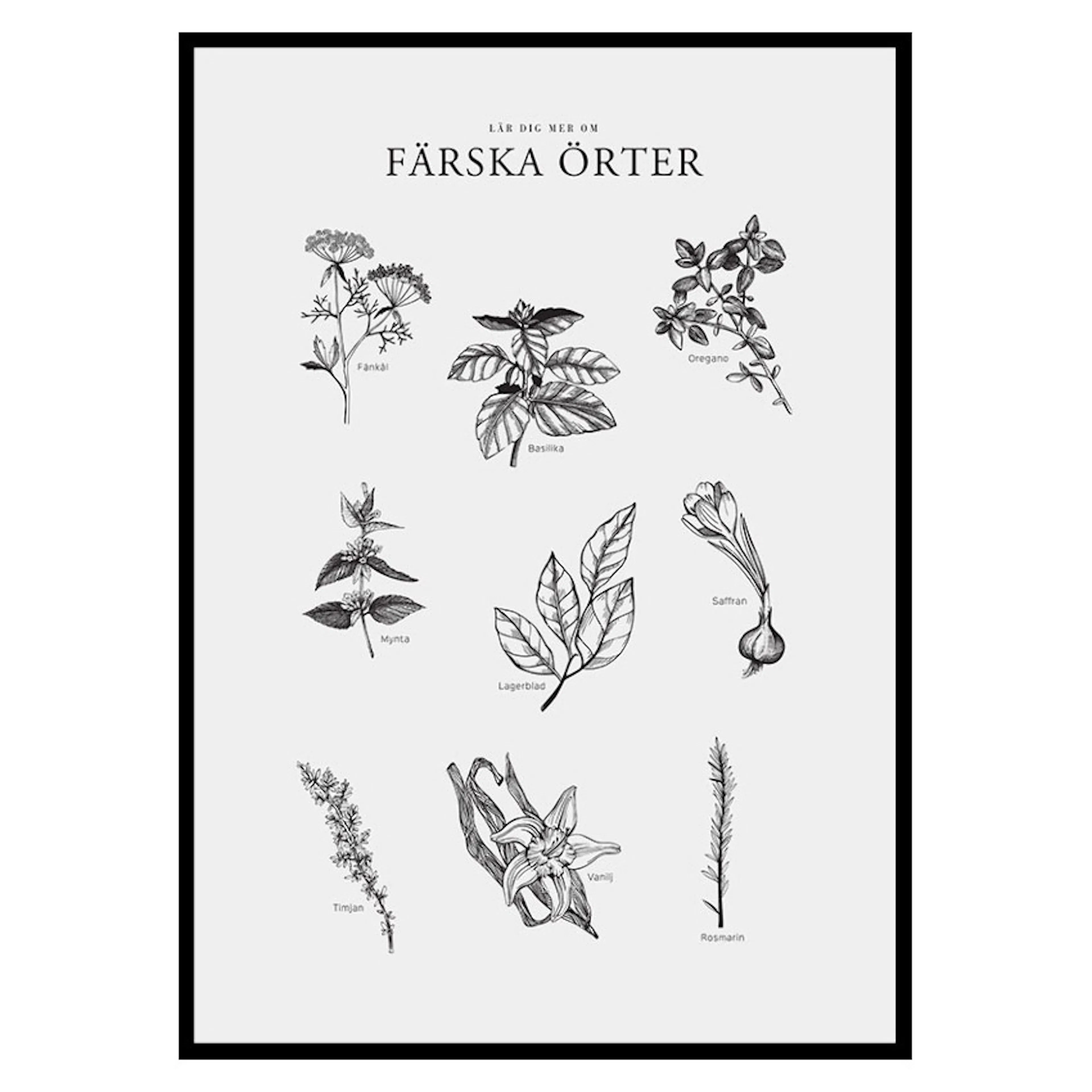 Poster Gallerix Färska Örter