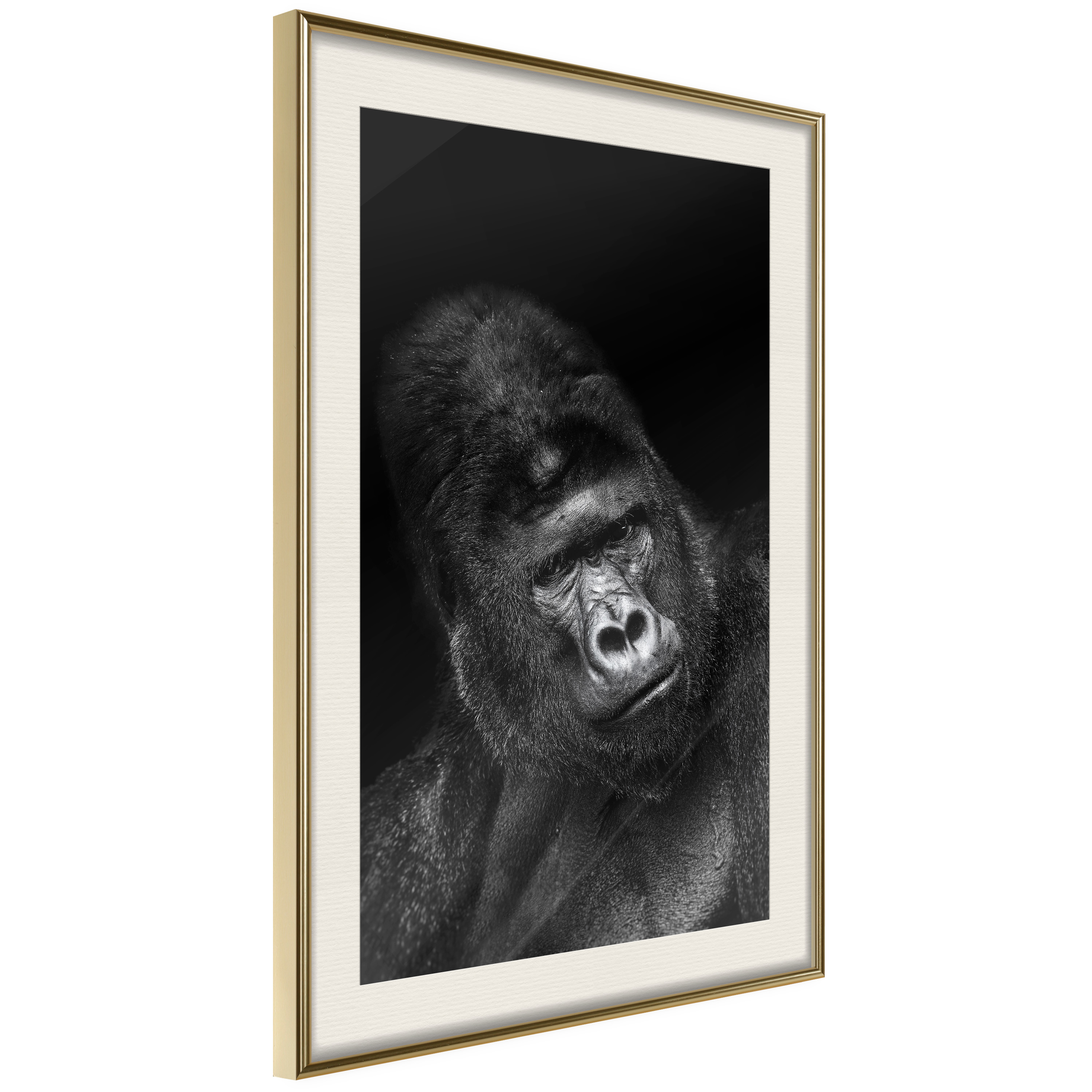 Affisch - Gorilla [Poster] 40x60 Guld ram med passepartout, 40x60 cm
