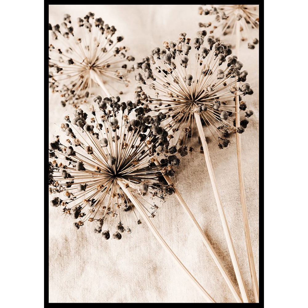 Poster Gallerix Allium Flowers