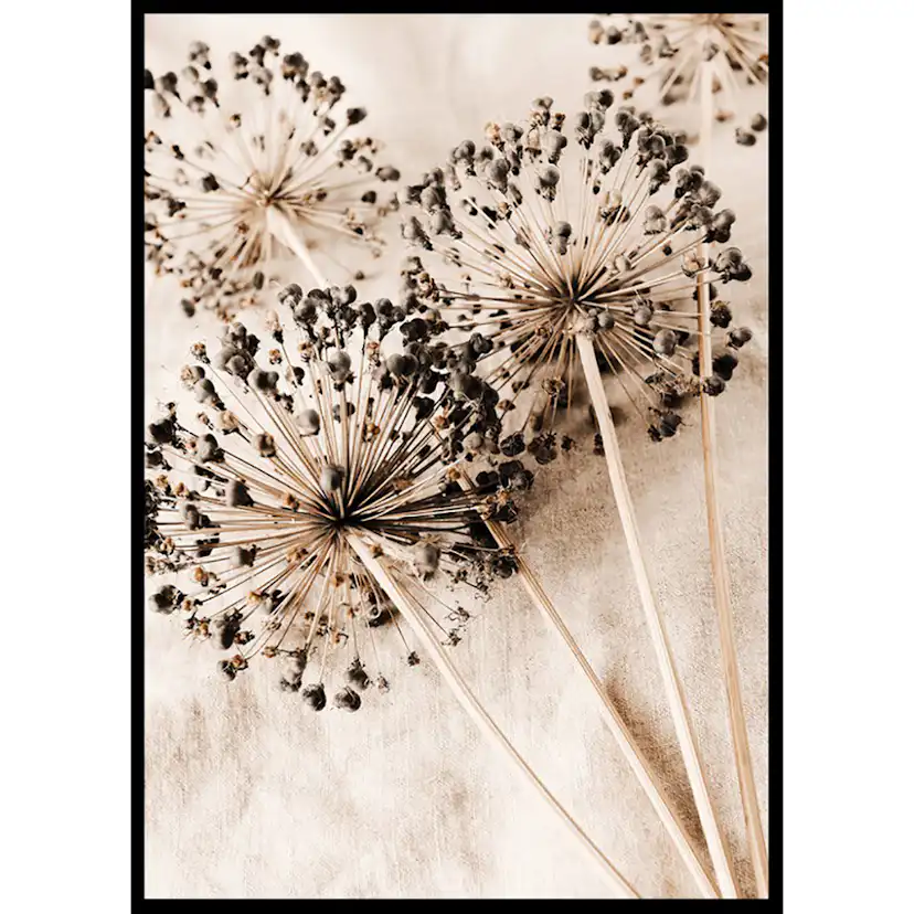 Poster Gallerix Allium Flowers