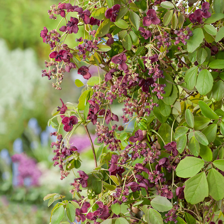 Klätterväxt Fembladsakebia Omnia Garden 40-60 cm