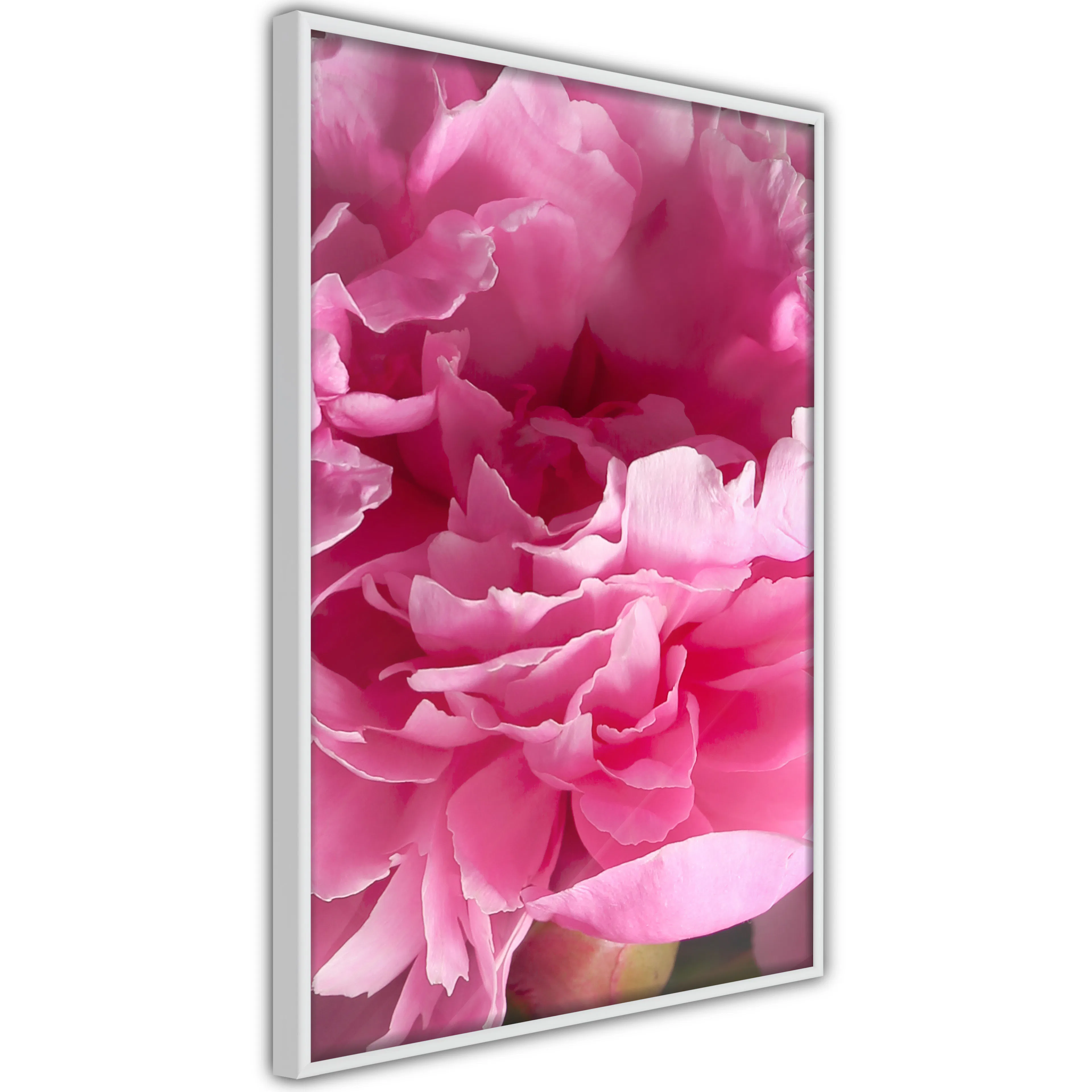 Poster Artgeist Affisch Beautiful Peonies