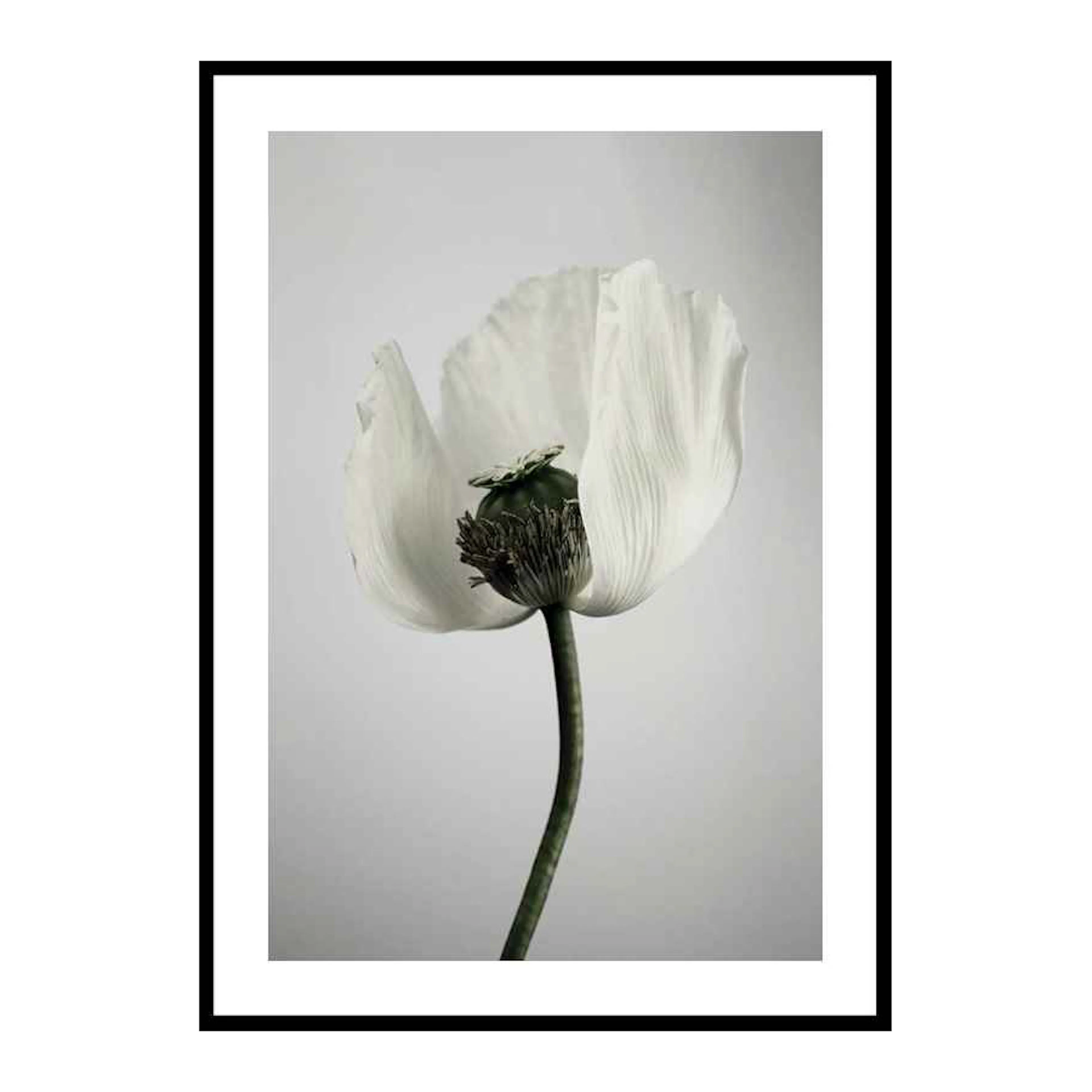White Poppy 30x40 cm