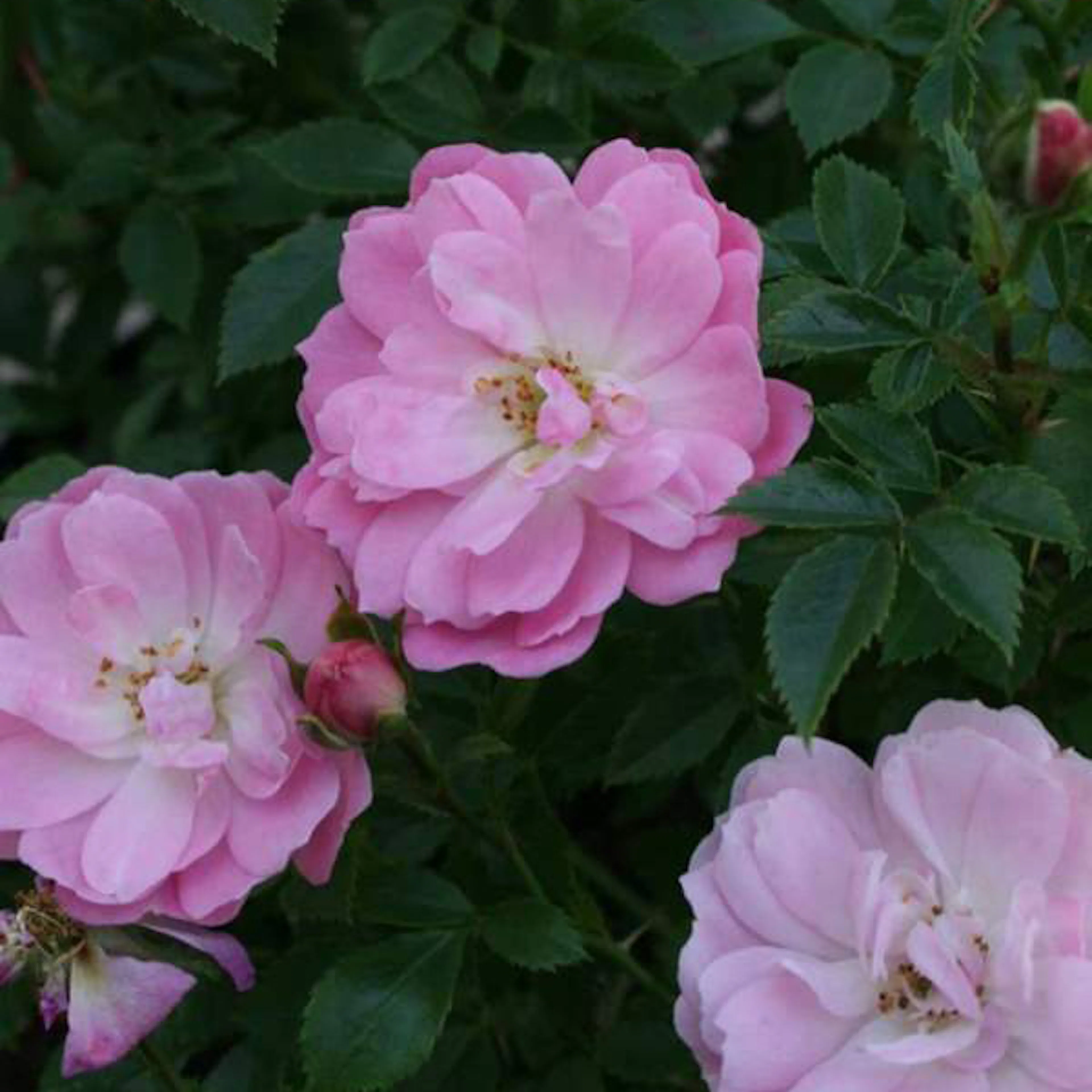 Rosa "Easy Cover", 1-pack 1-pack
