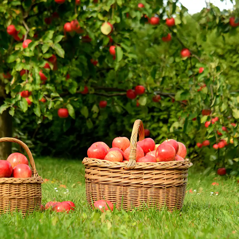 Äppelträd Omnia Garden Mantet