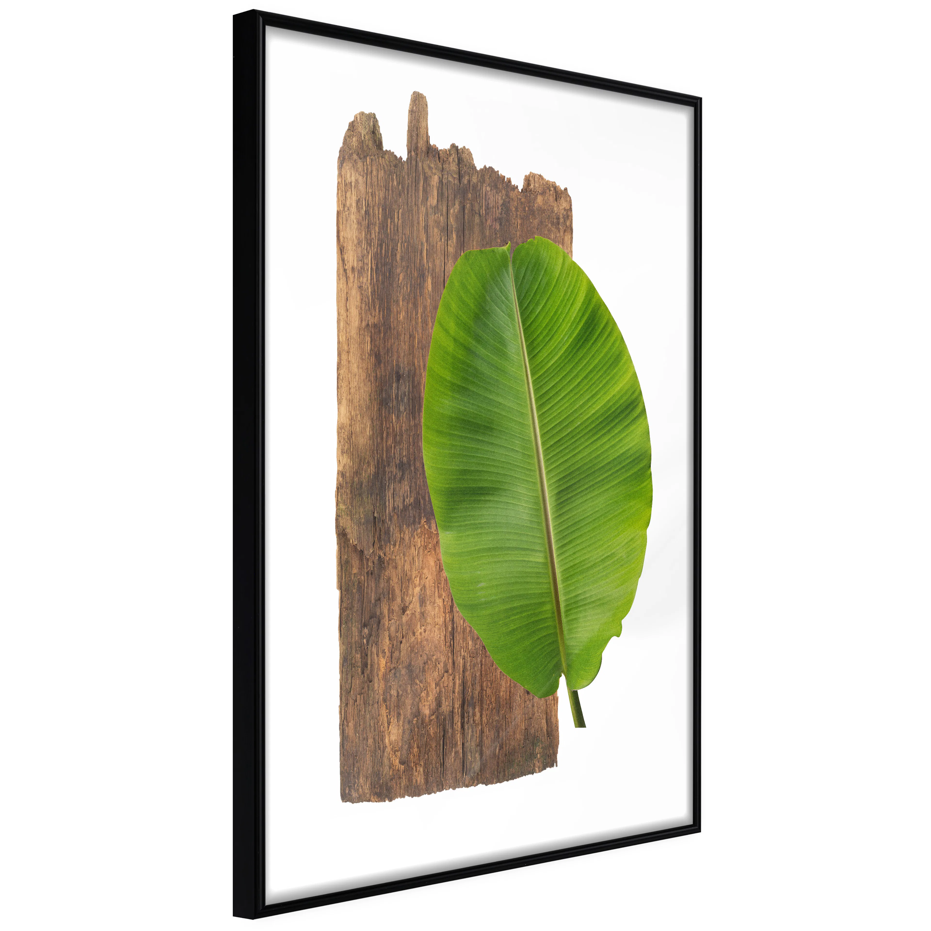 Affisch - Authority of Nature [Poster] 40x60 Svart ram, 40x60 cm