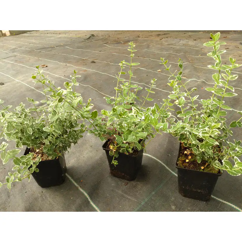 Marktäckare Omnia Garden Klätterbenved Euonymus fort. Emerald Gaiety