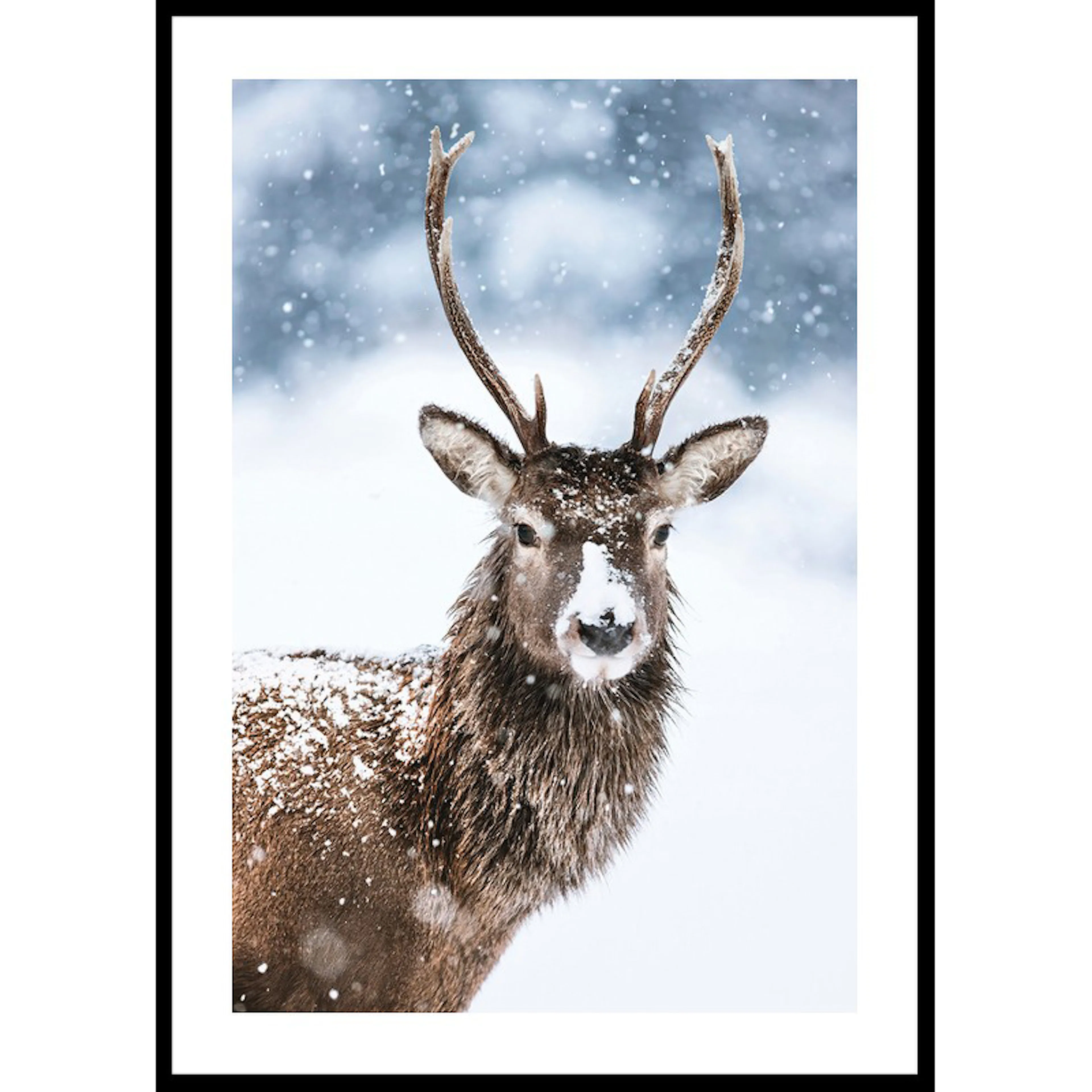 Winter Buck In Snow 30x40 30x40 cm