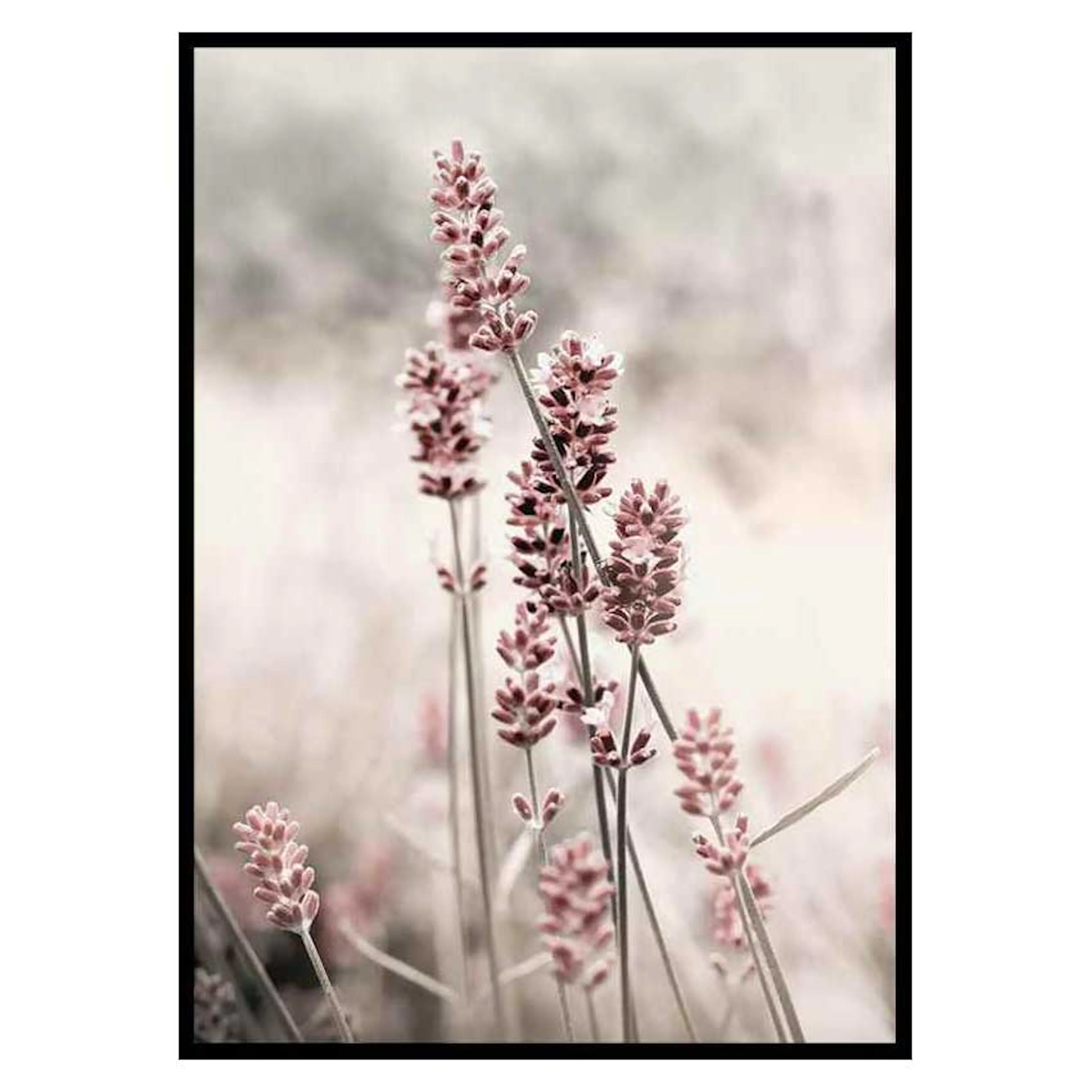 Poster Gallerix Dried Plants No4