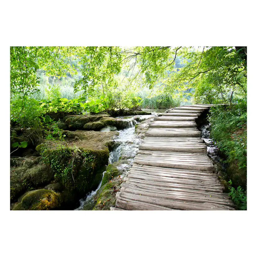 Fototapet Arkiio Forest Path