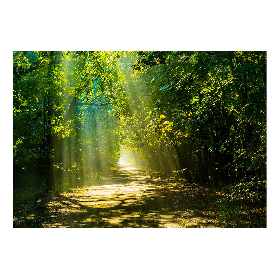 Fototapet Arkiio Road In Sunlight