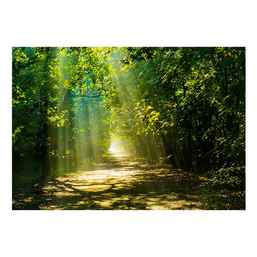 Fototapet Arkiio Road In Sunlight