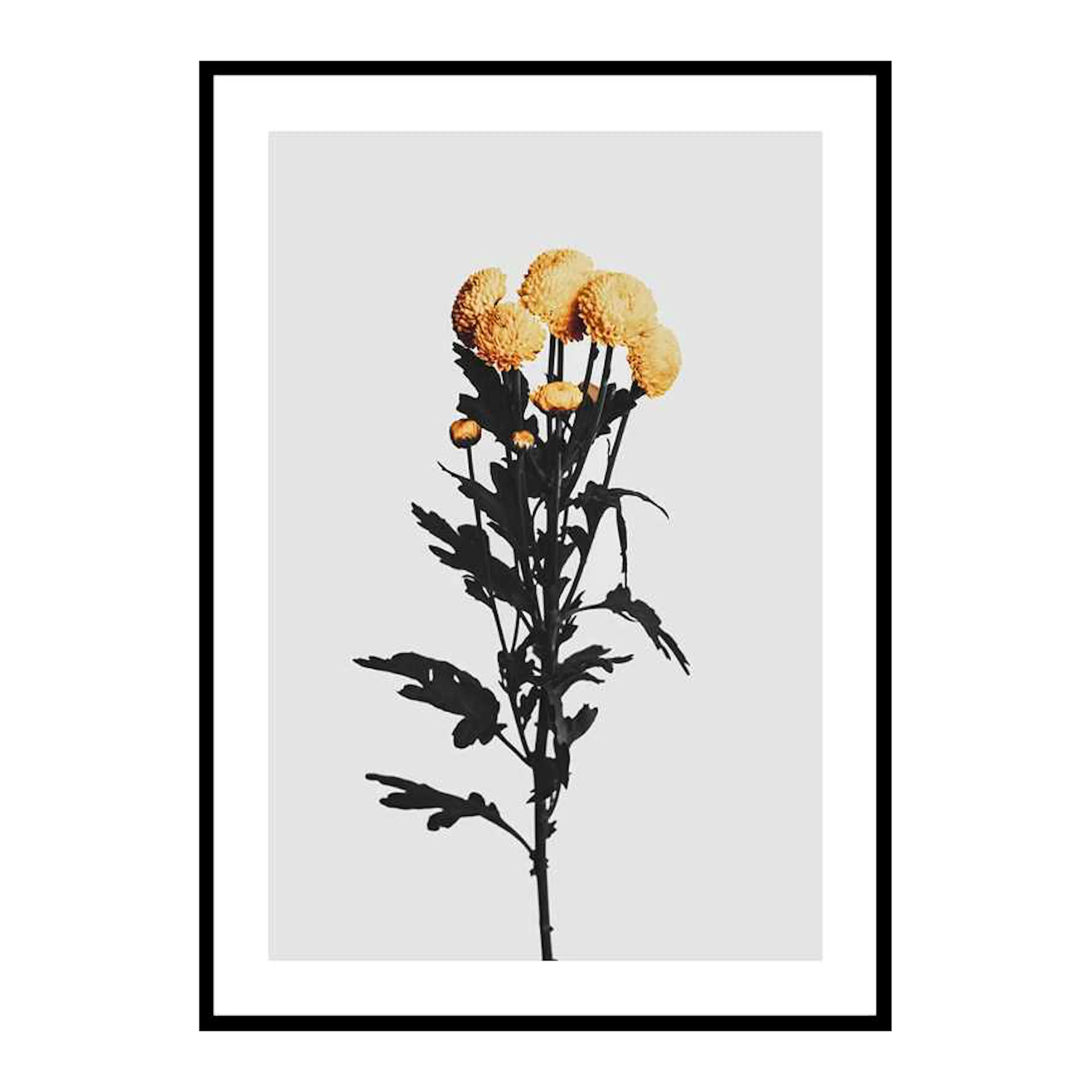 Chrysanthemum No2 50x70 cm