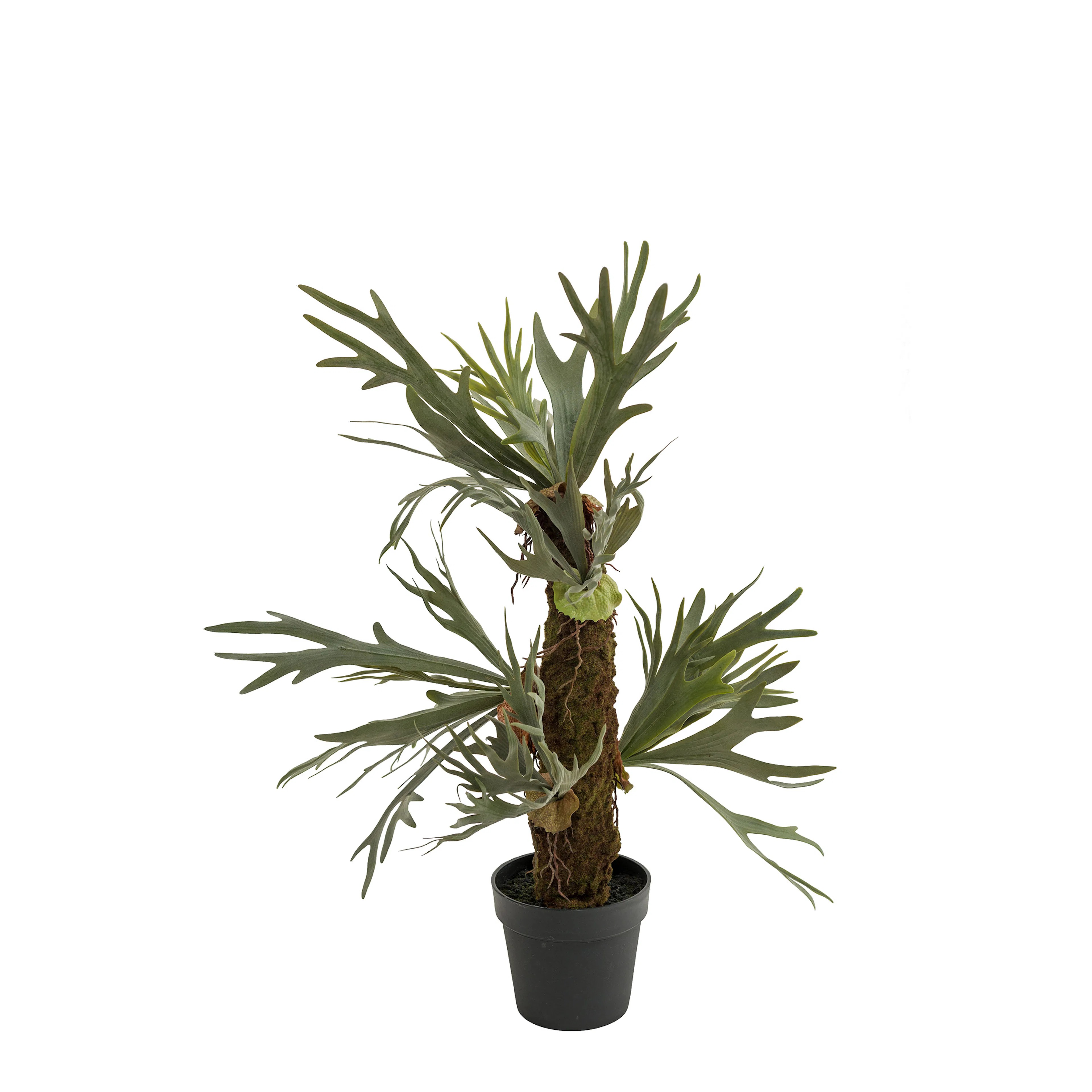 Konstväxt Mr Plant Älghornsbräken