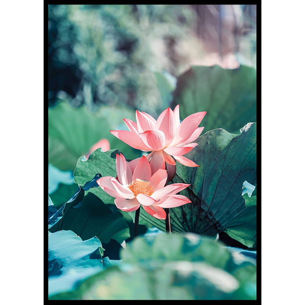 Poster Gallerix Lotus Flowers