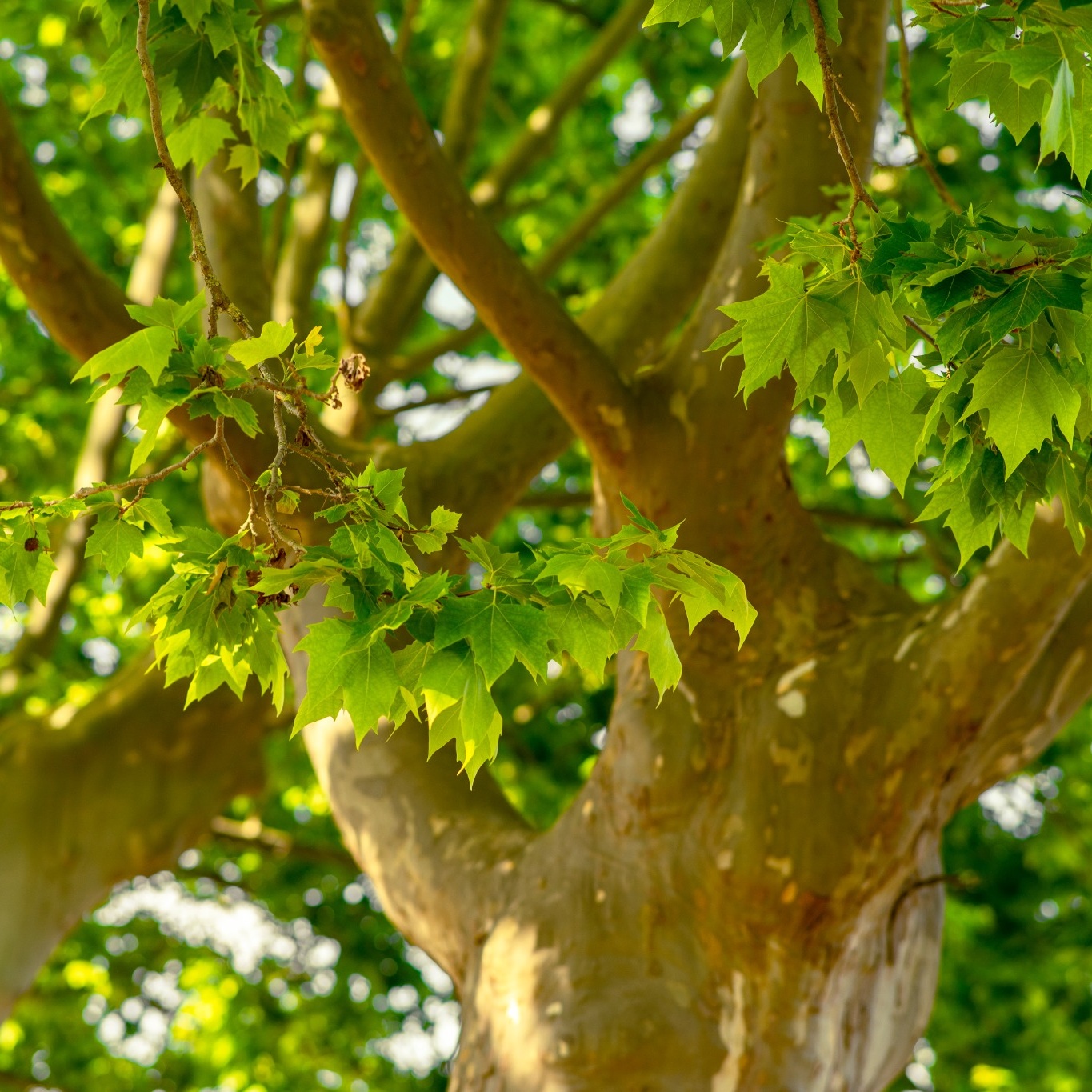 Platan Omnia Garden Platanus X Hispanica Högstam