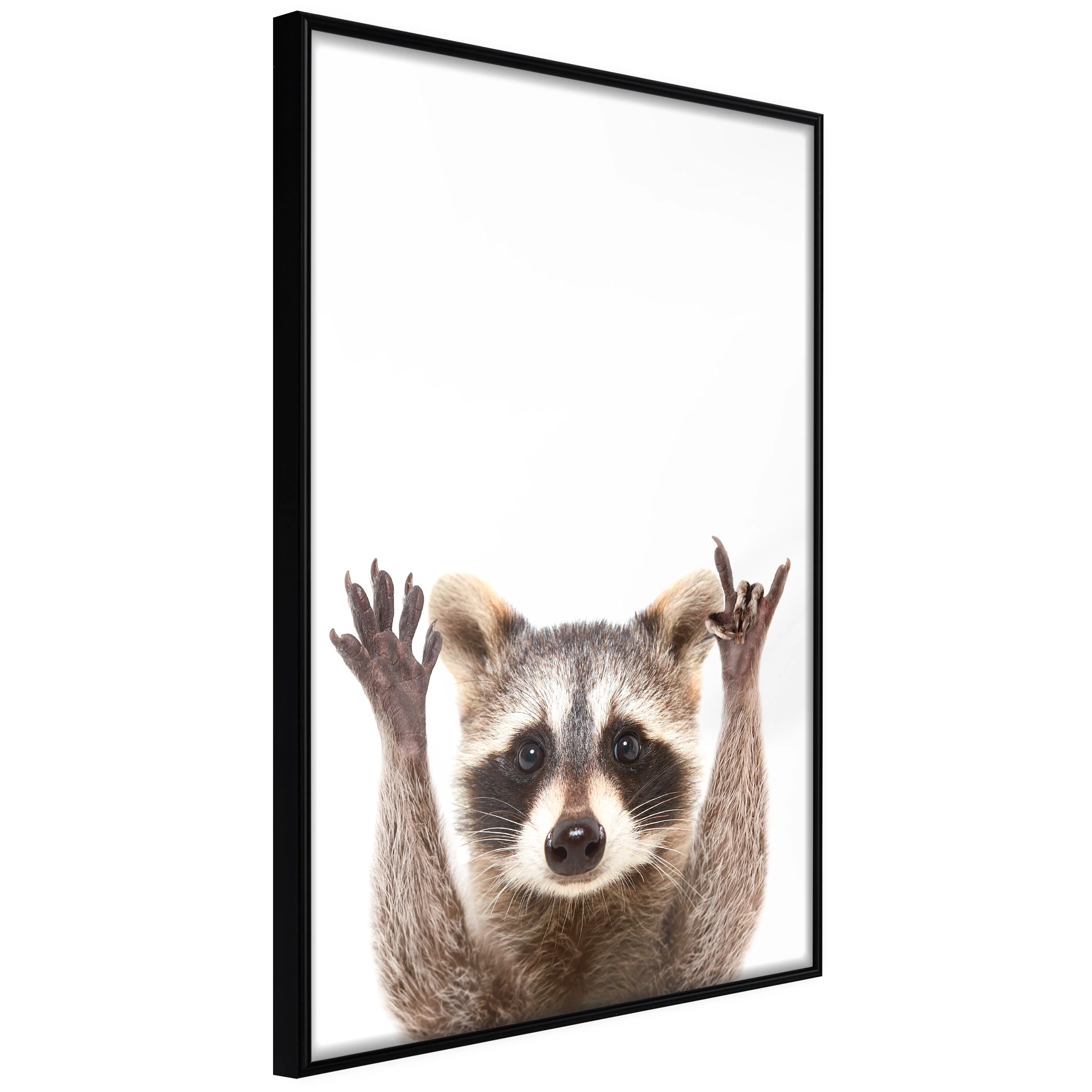 Affisch - Raccoon [Poster] 40x60 Svart ram, 40x60 cm