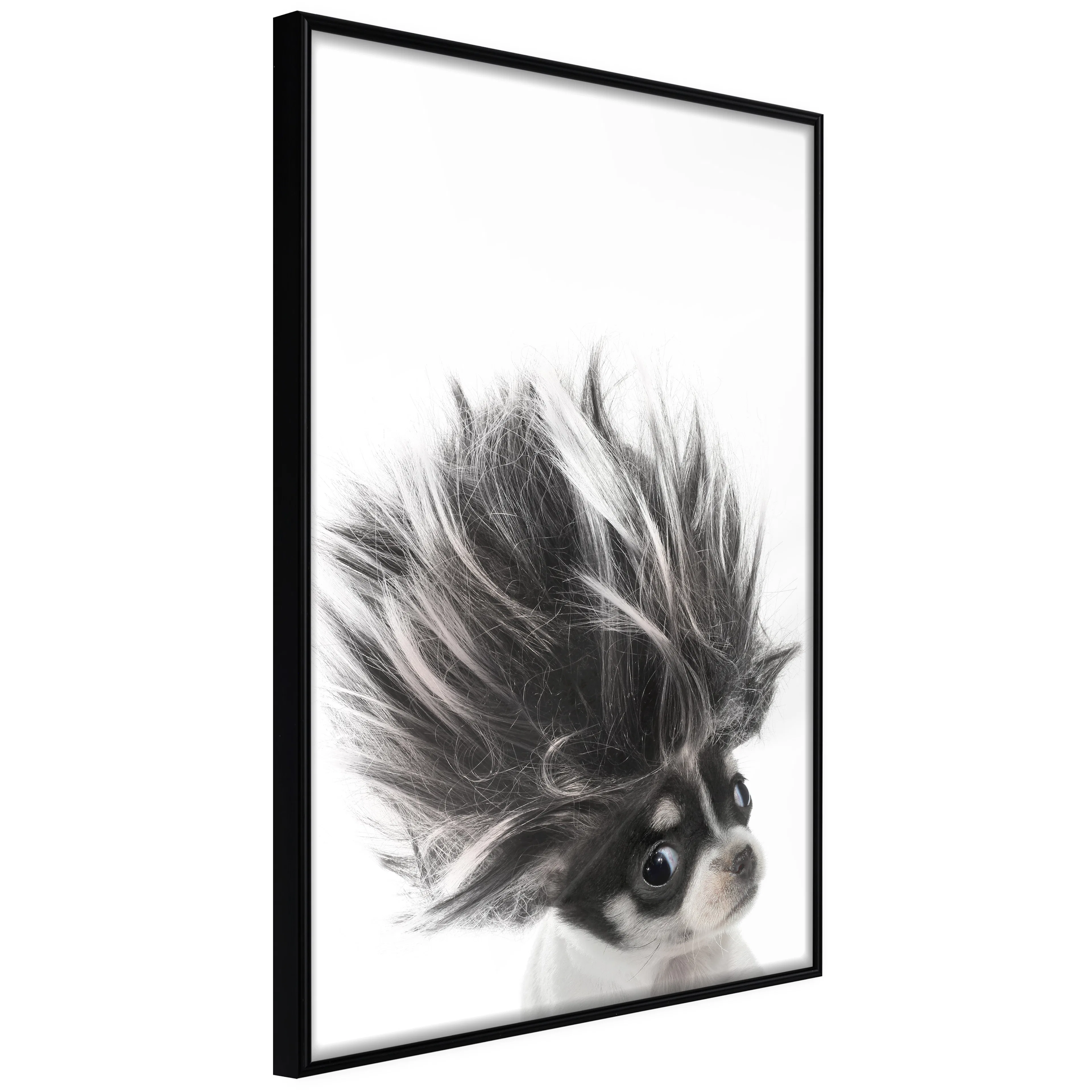 Affisch - Chihuahua [Poster] 40x60 Svart ram, 40x60 cm