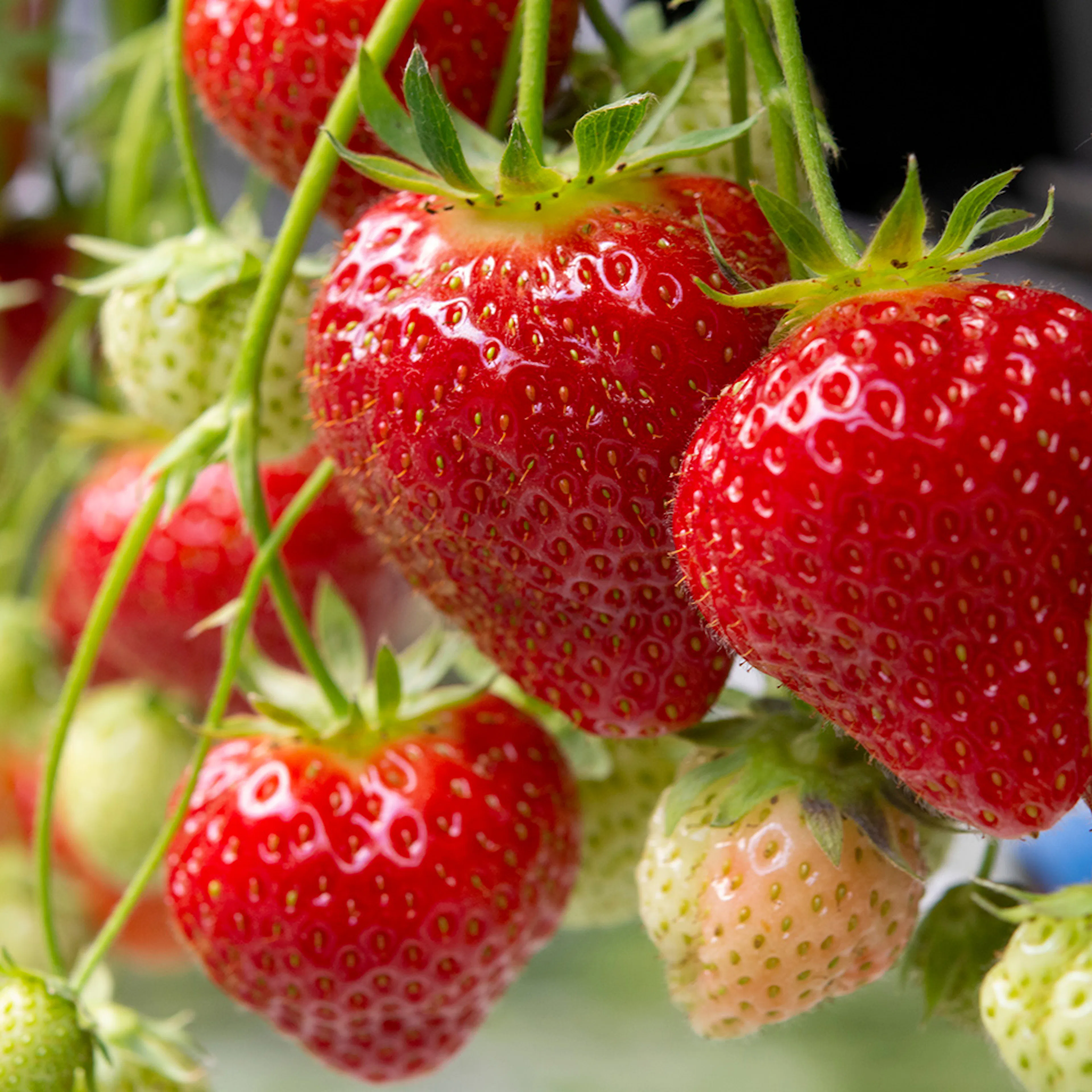 Jordgubbe Omnia Garden Fragaria Ananassa Polka