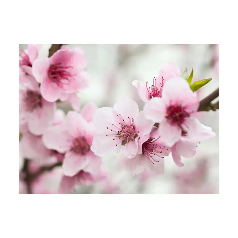 Fototapet Arkiio Spring, Blommande Träd Rosa Blommor