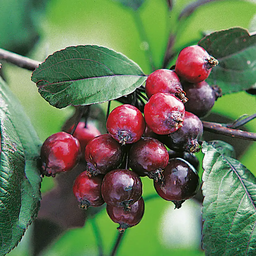 Prydnadsträd Purpurapel (Royalty) Omnia Garden 100-120 cm